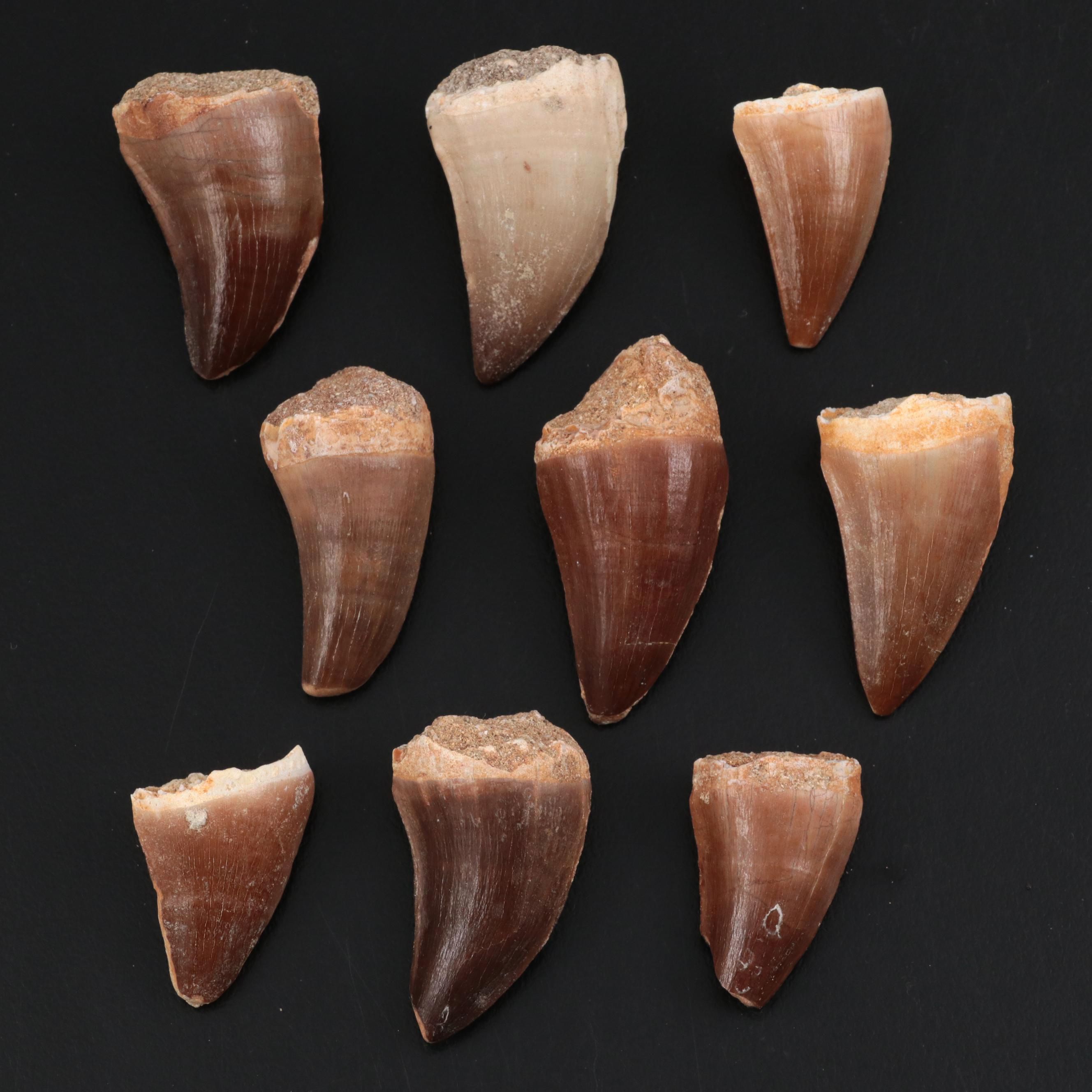 Fossilized Mosasaurus Teeth