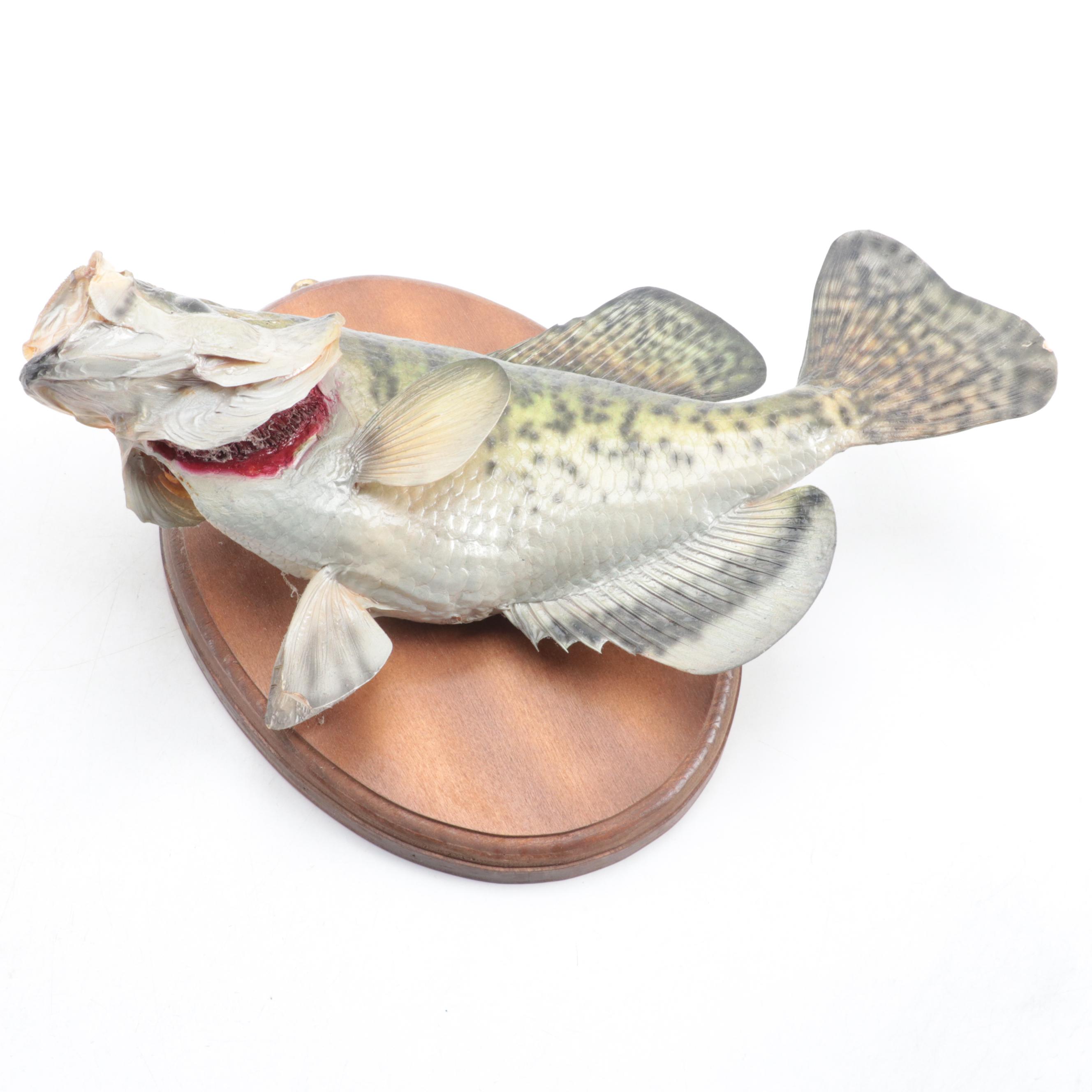Taxidermy Trophy Black Crappie Full Body Mount