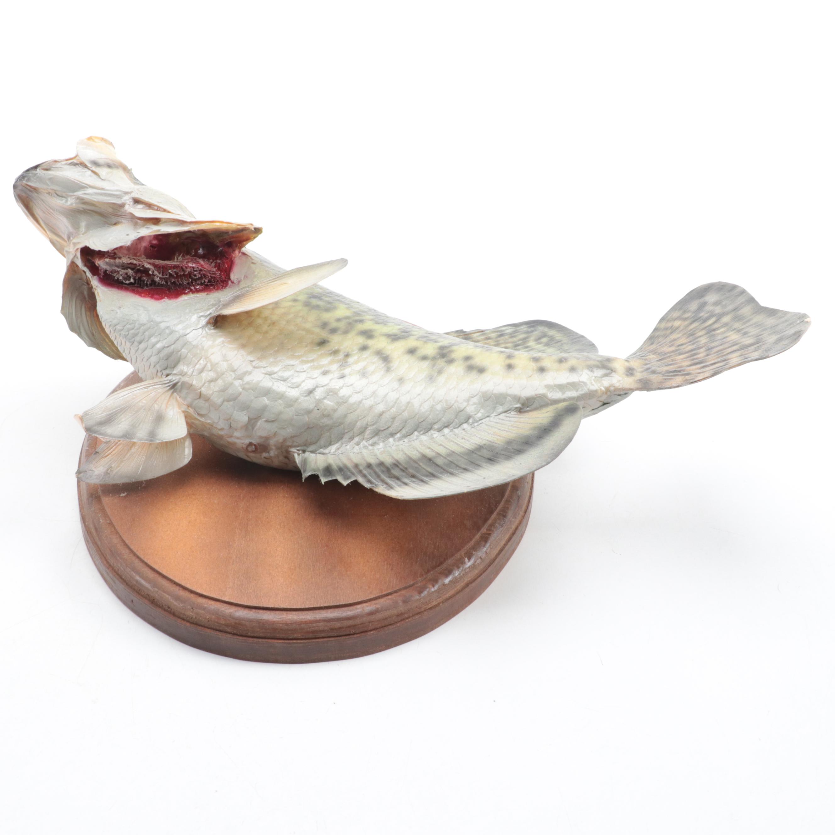 Taxidermy Trophy Black Crappie Full Body Mount