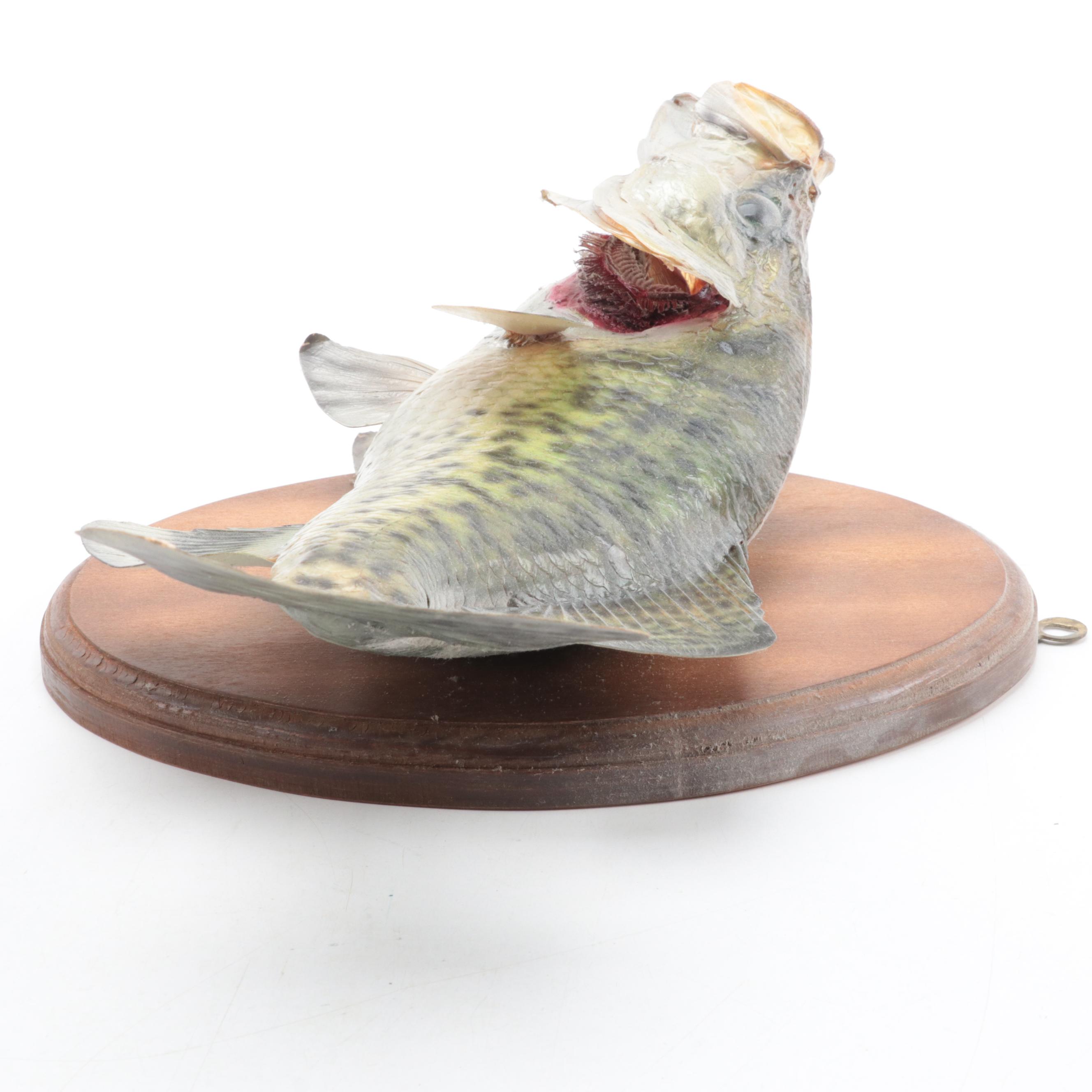 Taxidermy Trophy Black Crappie Full Body Mount