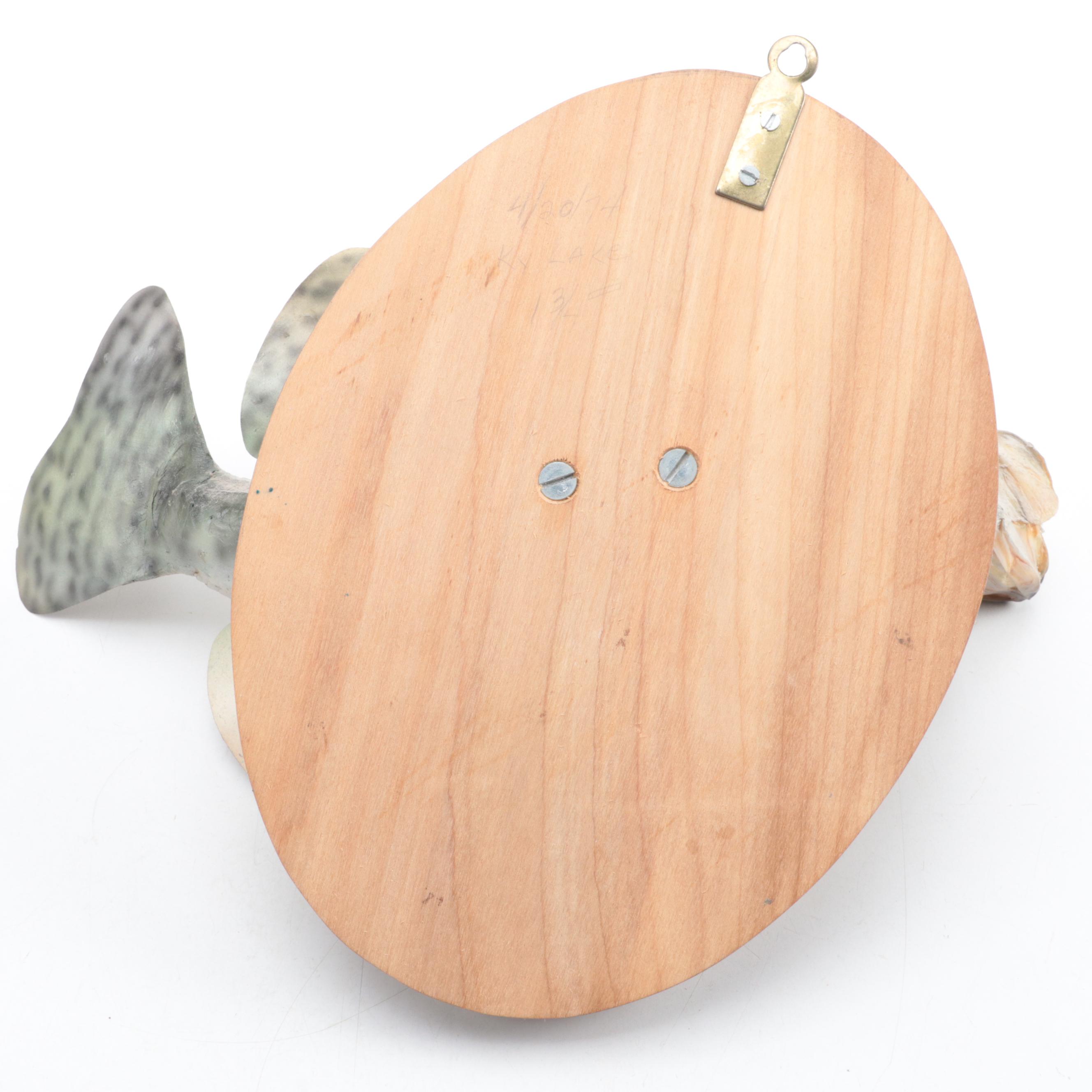 Taxidermy Trophy Black Crappie Full Body Mount