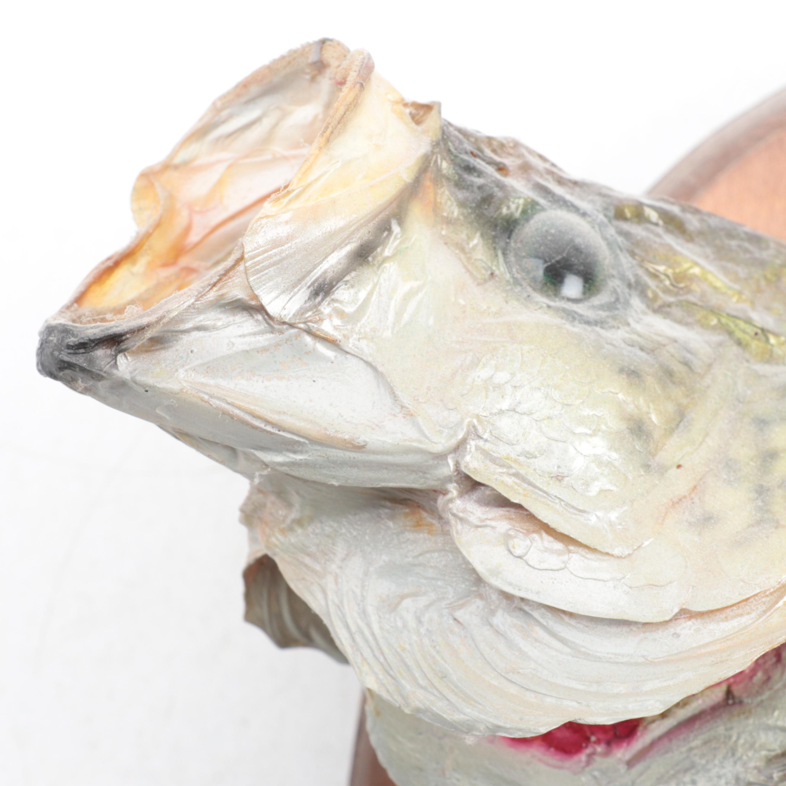 Taxidermy Trophy Black Crappie Full Body Mount