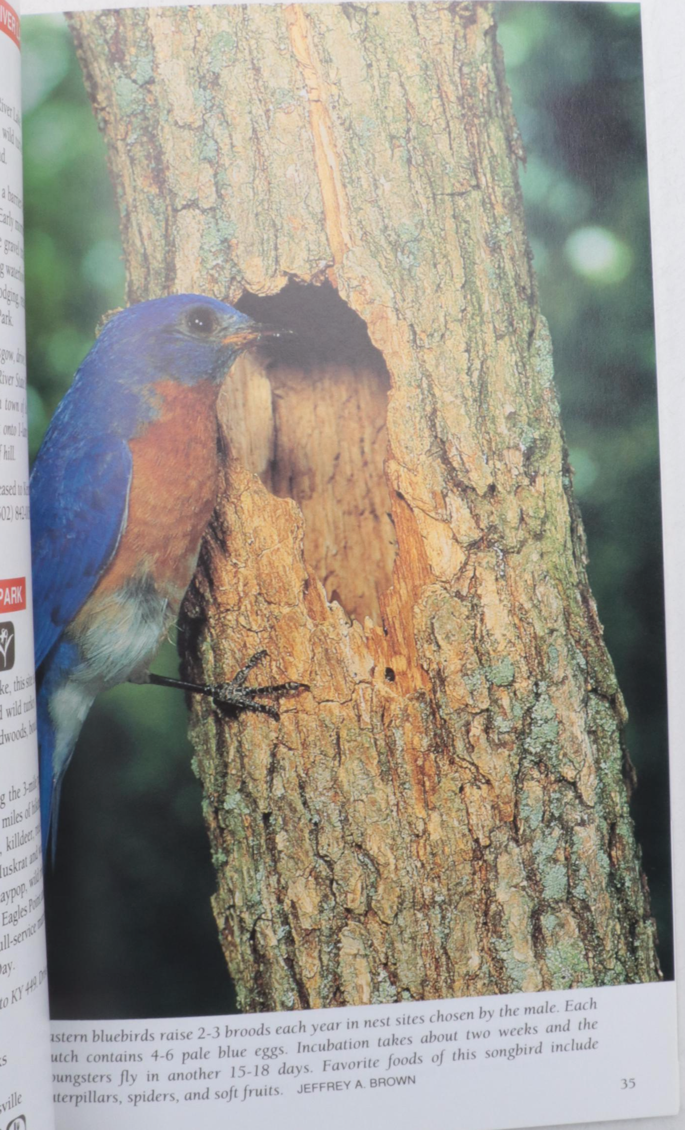 "The Backyard Naturalist" by Craig Tufts and More Nature Guide Books