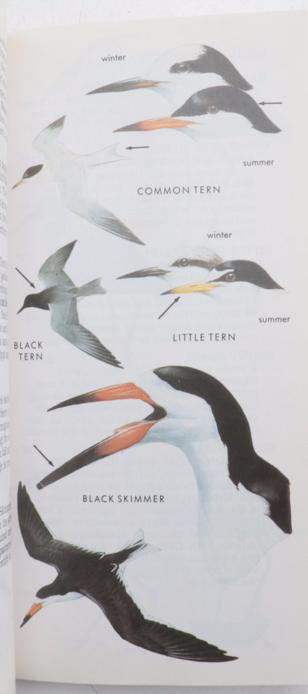 "The Backyard Naturalist" by Craig Tufts and More Nature Guide Books