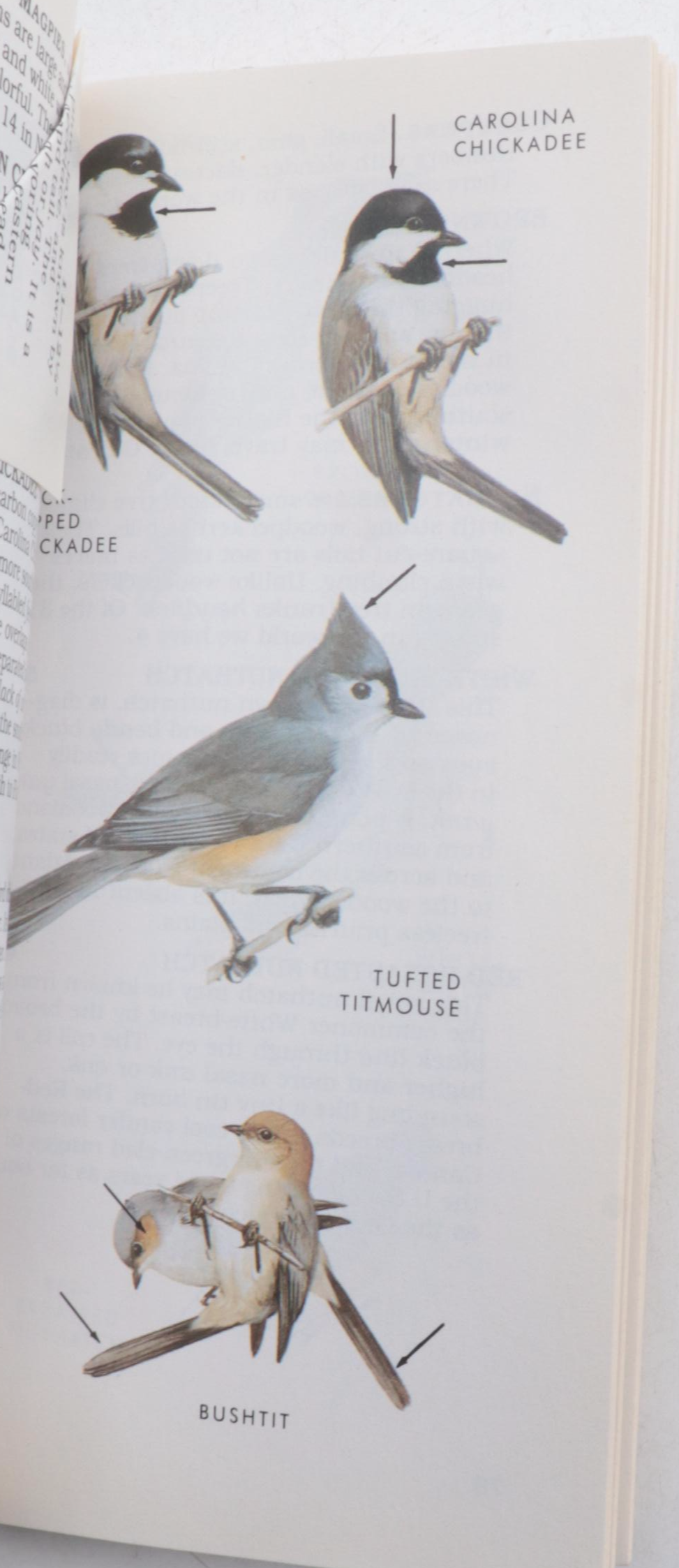 "The Backyard Naturalist" by Craig Tufts and More Nature Guide Books