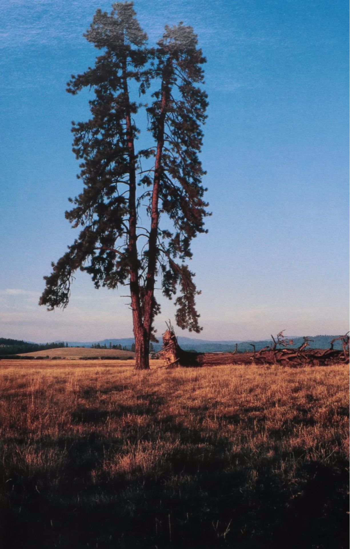 First Edition "The Century" by Peter Jennings and Todd Brewster and More