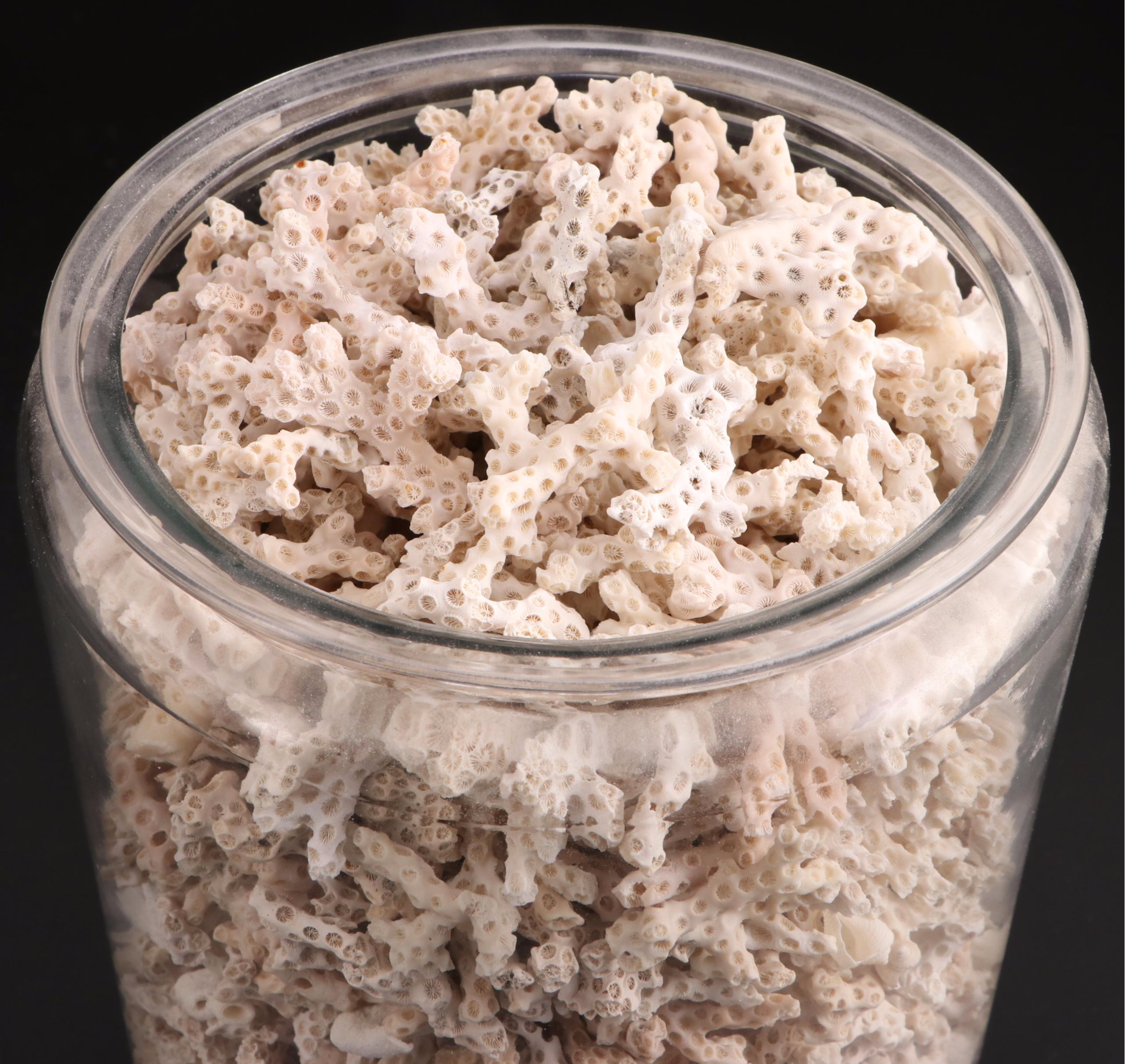 Glass Jar of Scleractinian Fossil Coral Specimens and More