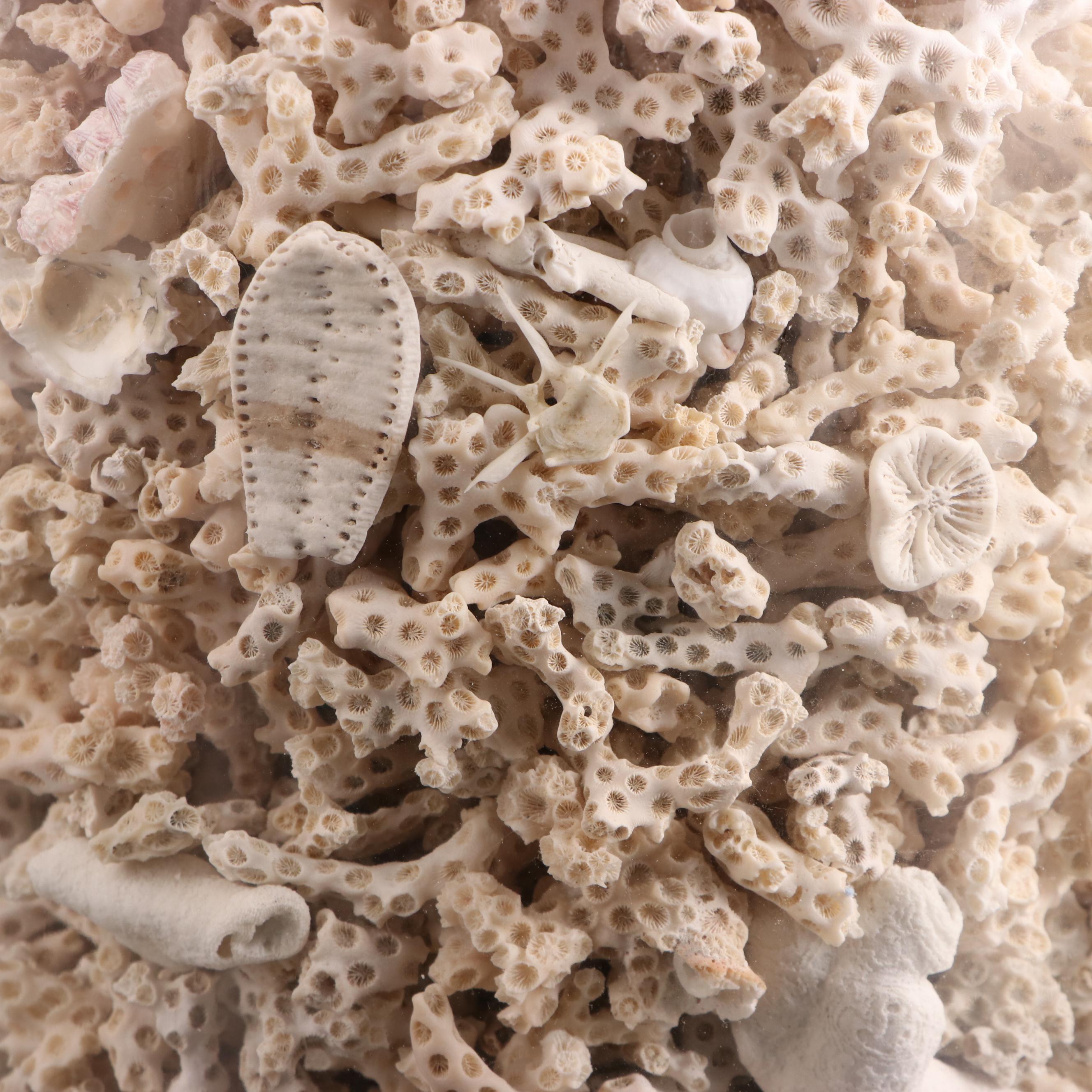 Glass Jar of Scleractinian Fossil Coral Specimens and More