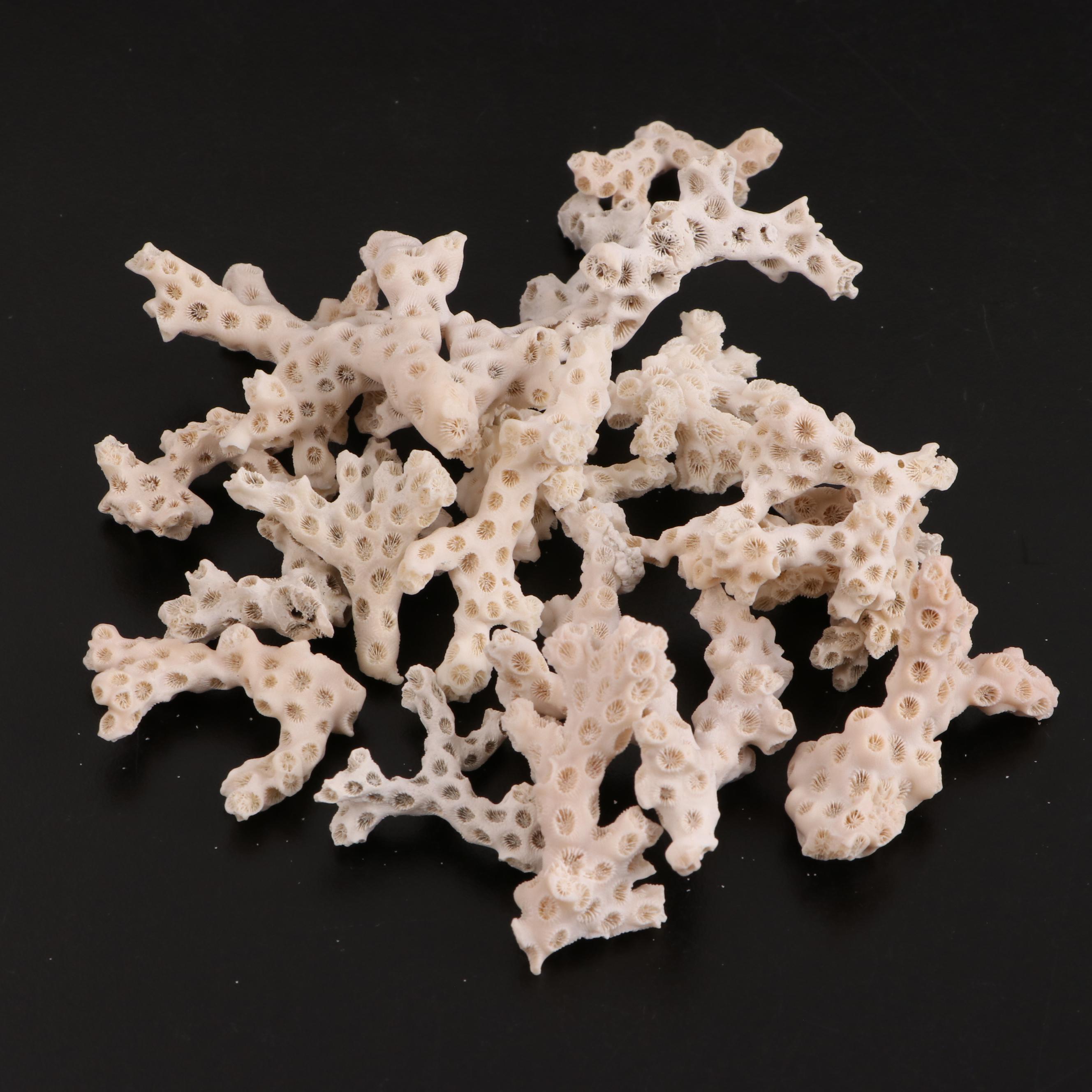 Glass Jar of Scleractinian Fossil Coral Specimens and More