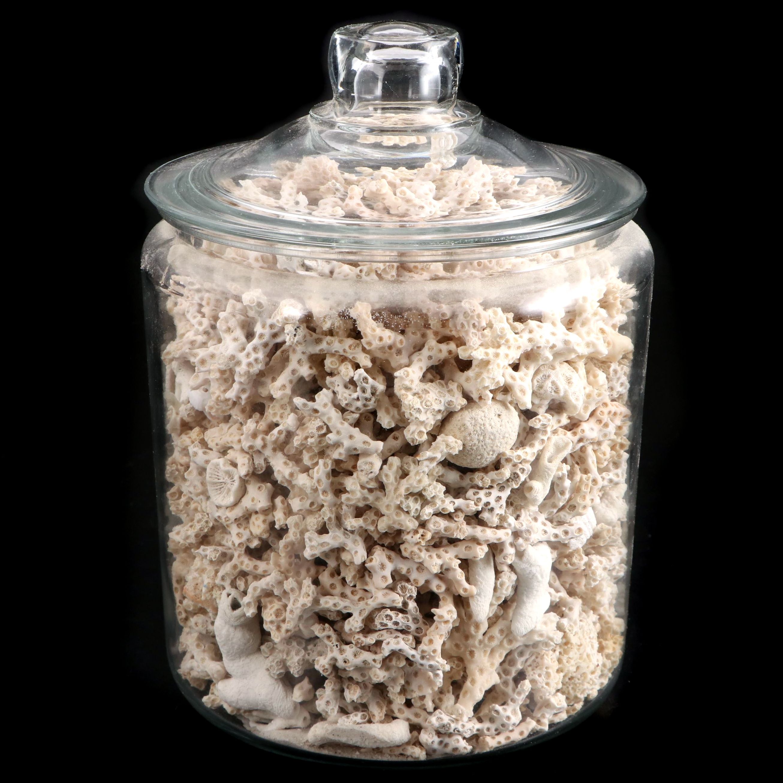 Glass Jar of Scleractinian Fossil Coral Specimens and More