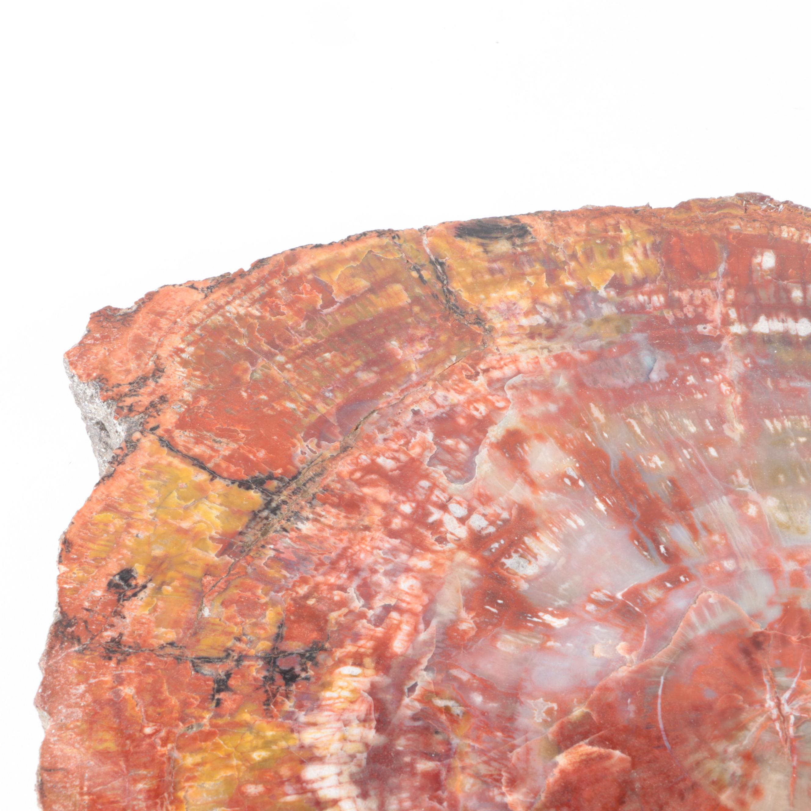 Polished Petrified Wood Slab