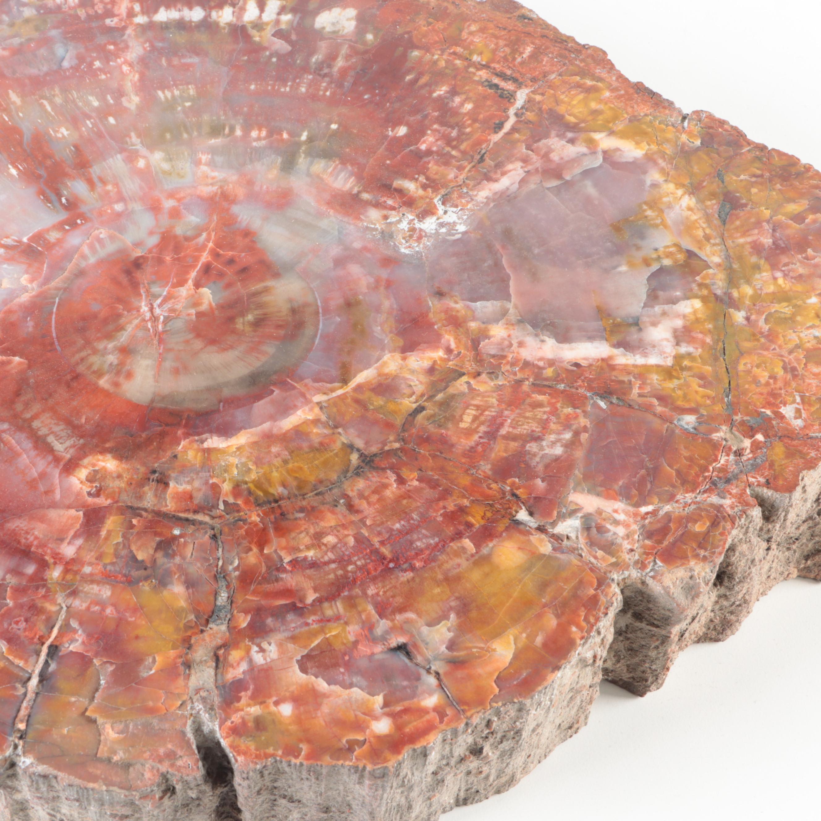 Polished Petrified Wood Slab