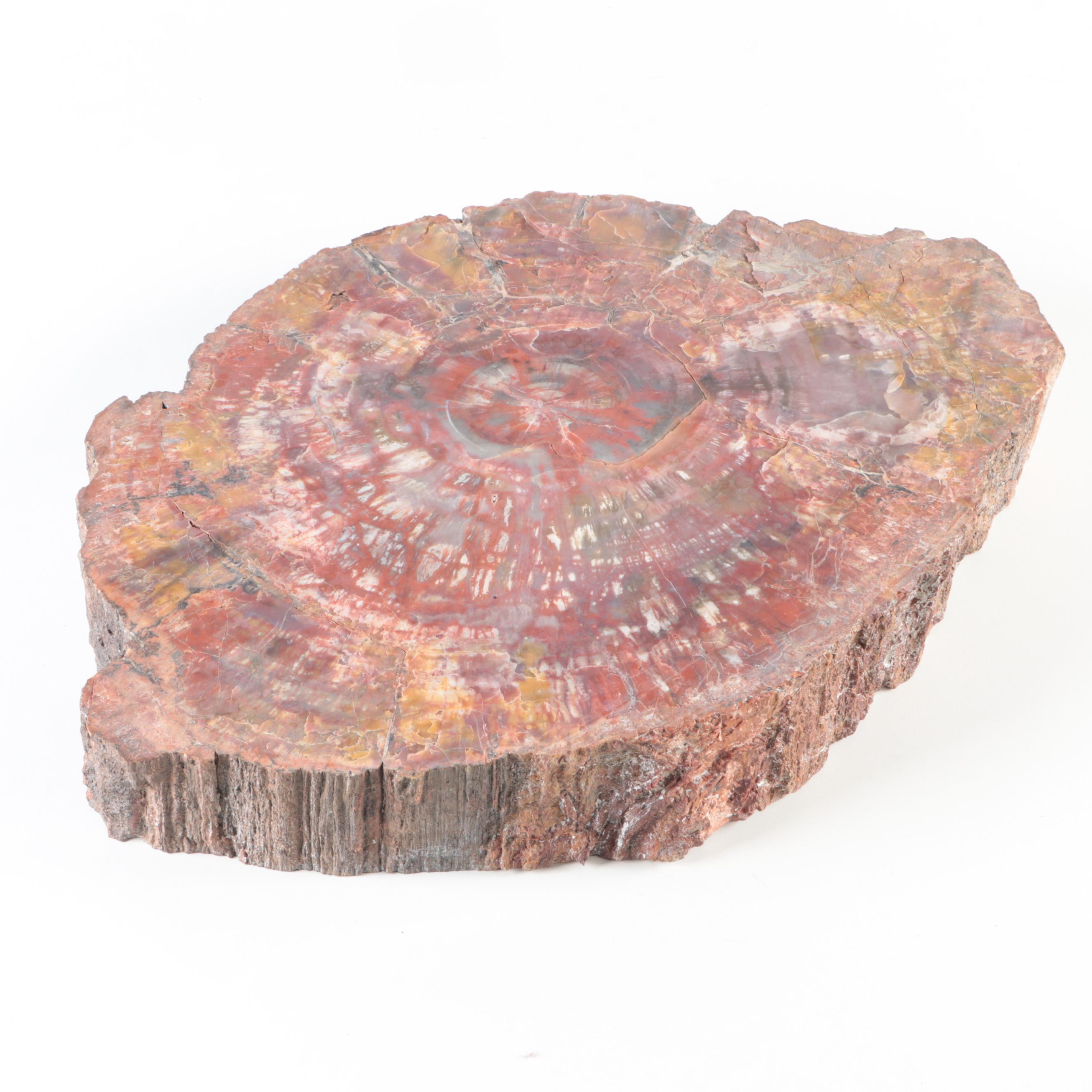 Polished Petrified Wood Slab
