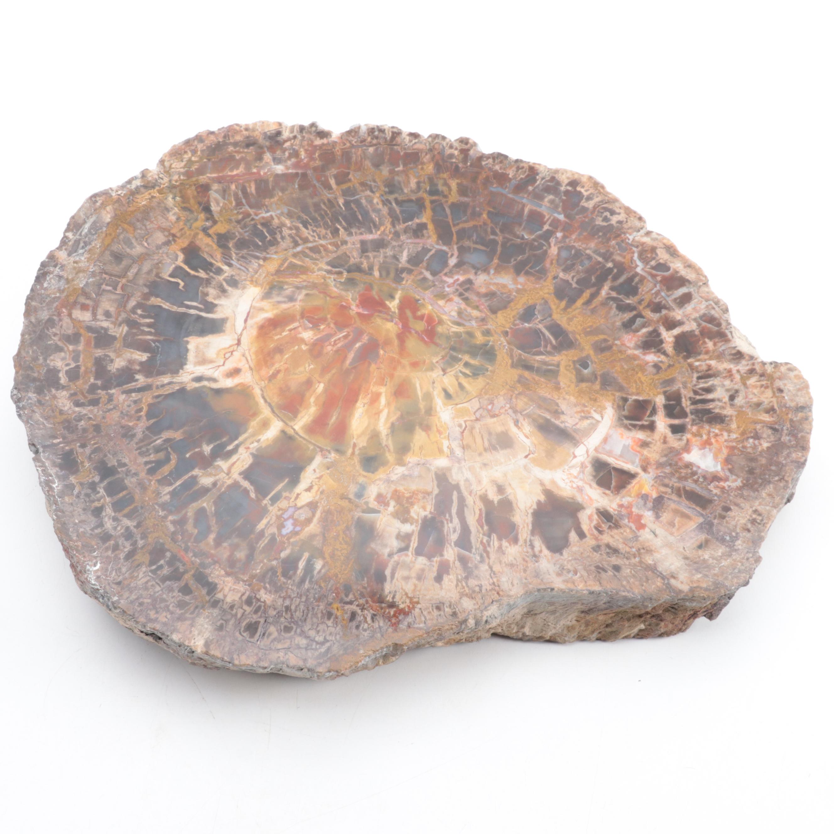 Polished Petrified Wood Slab