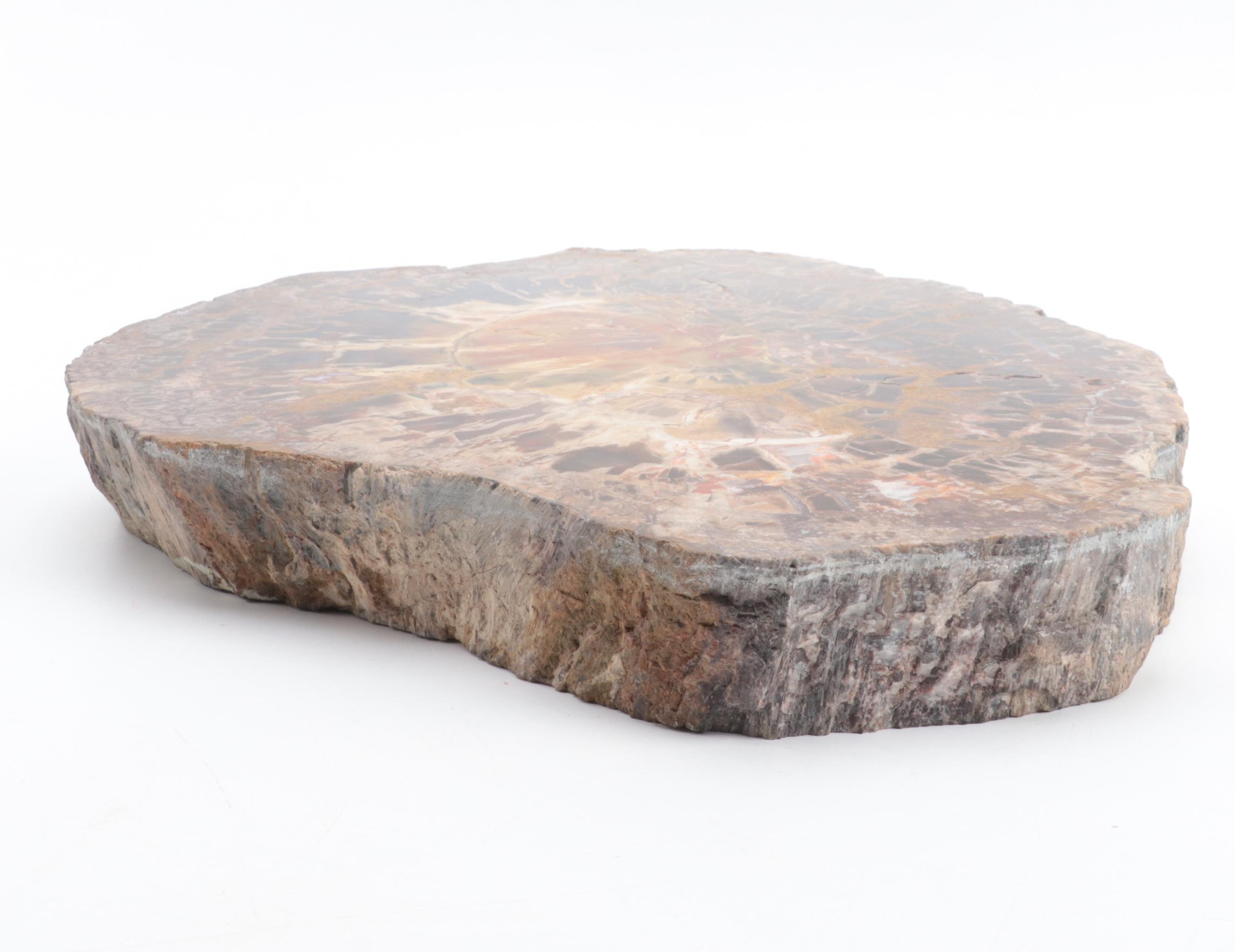 Polished Petrified Wood Slab