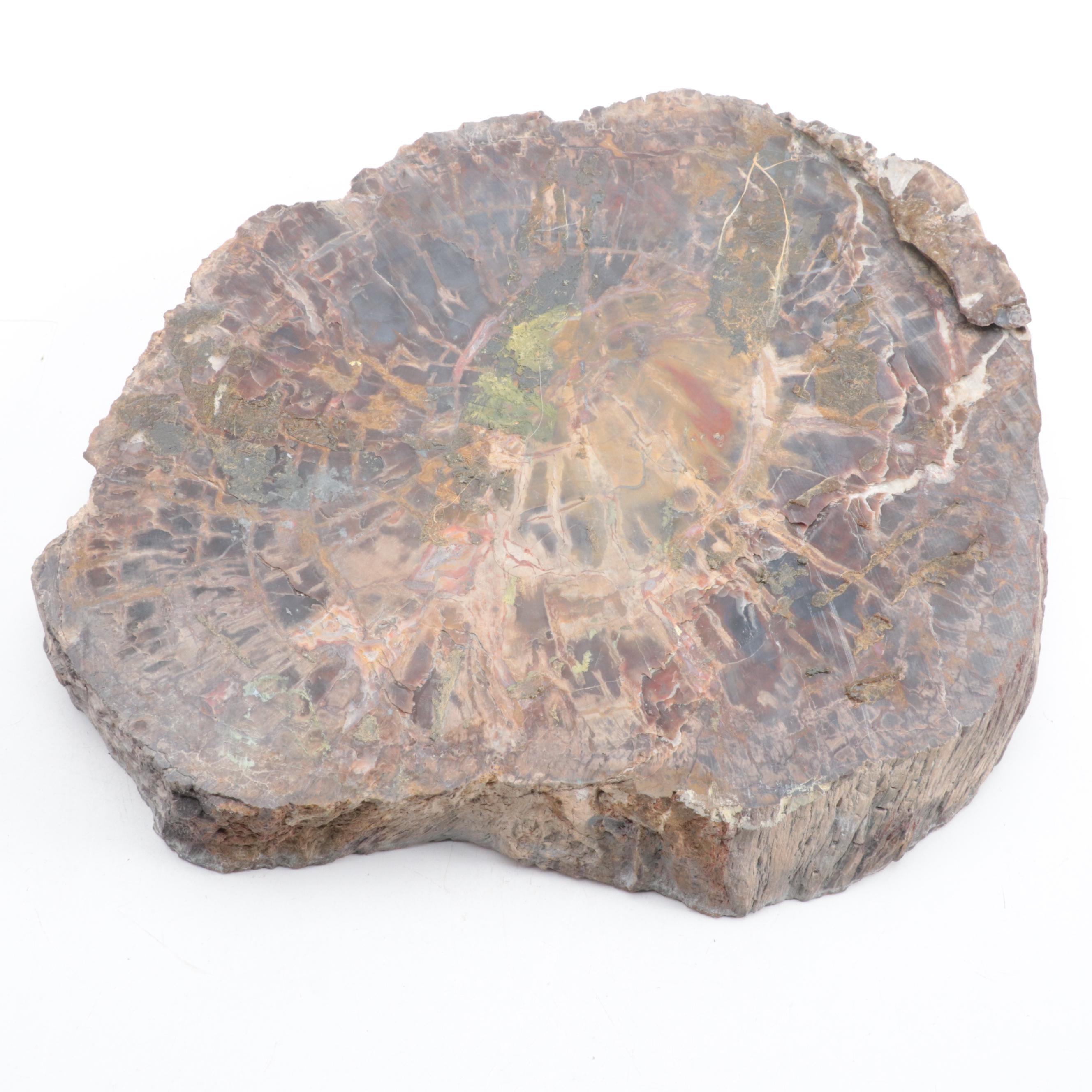 Polished Petrified Wood Slab