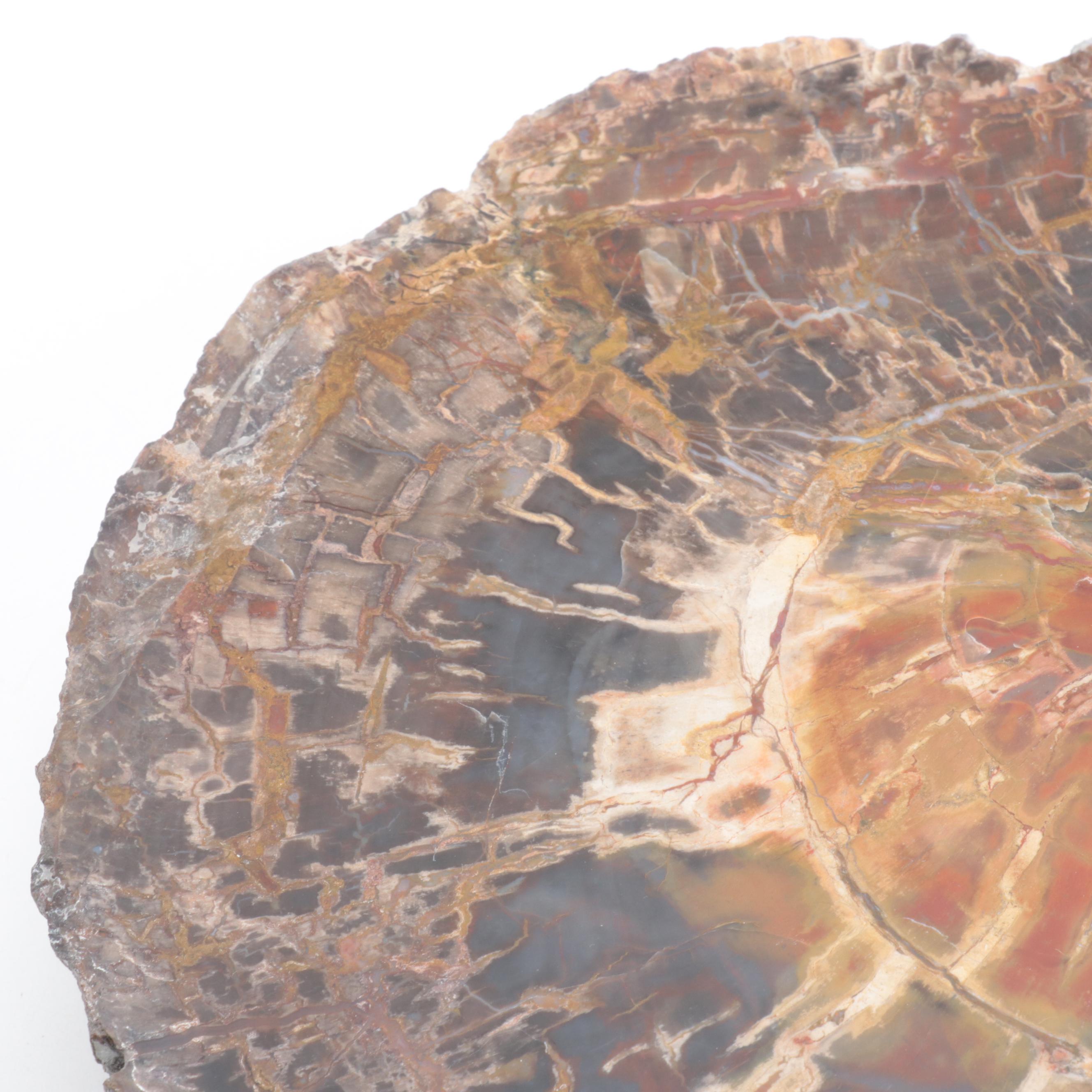 Polished Petrified Wood Slab