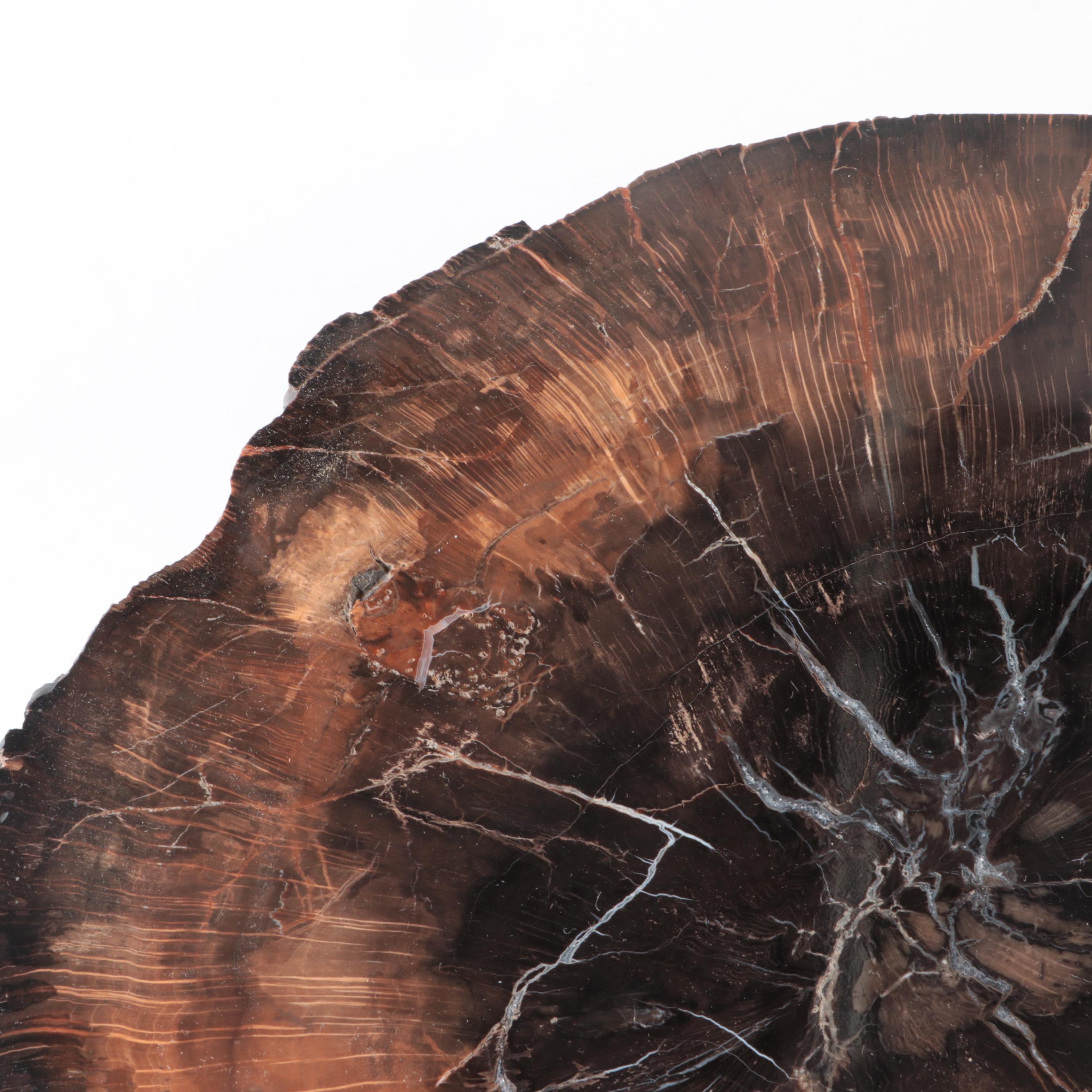 Polished Petrified Fossil Slab