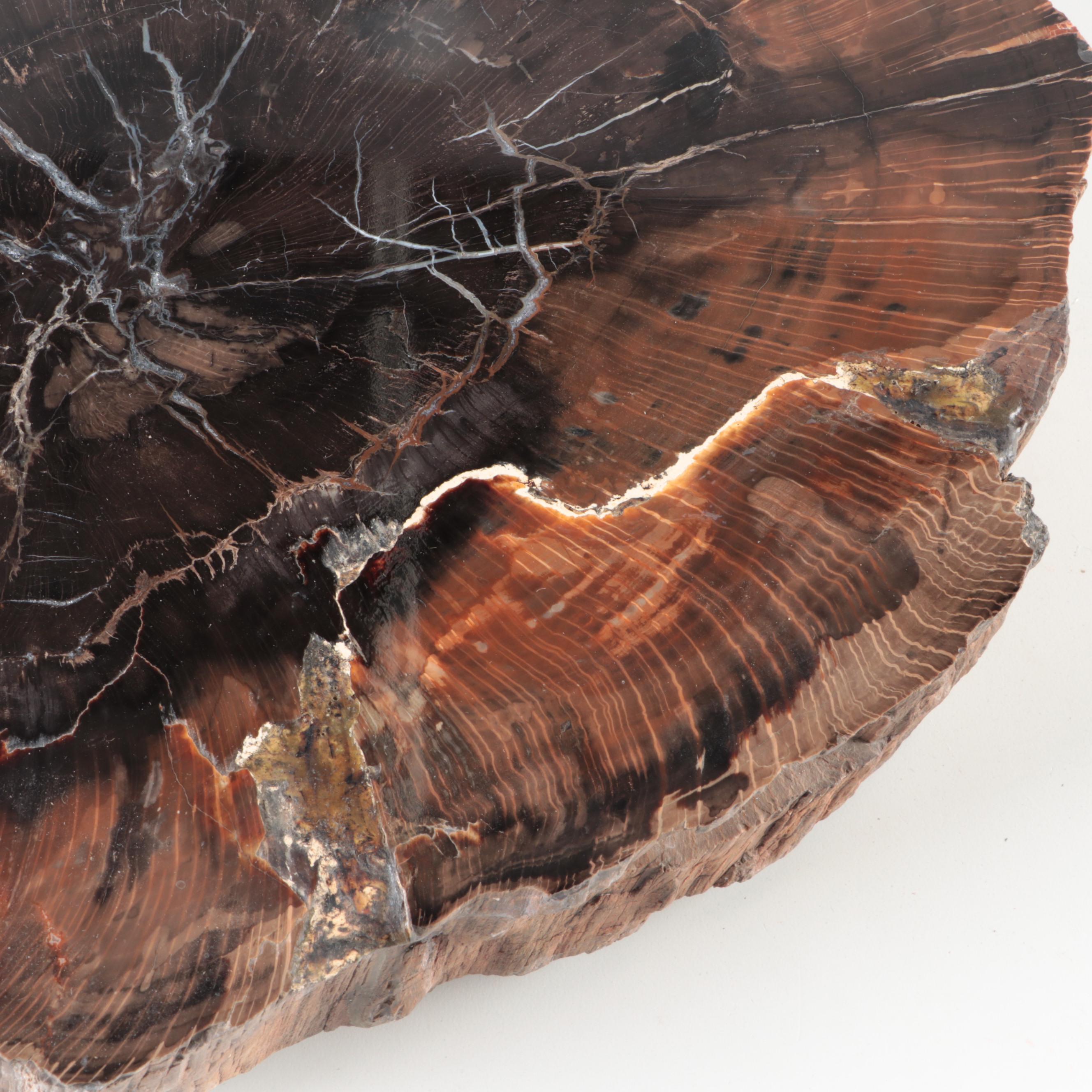 Polished Petrified Fossil Slab