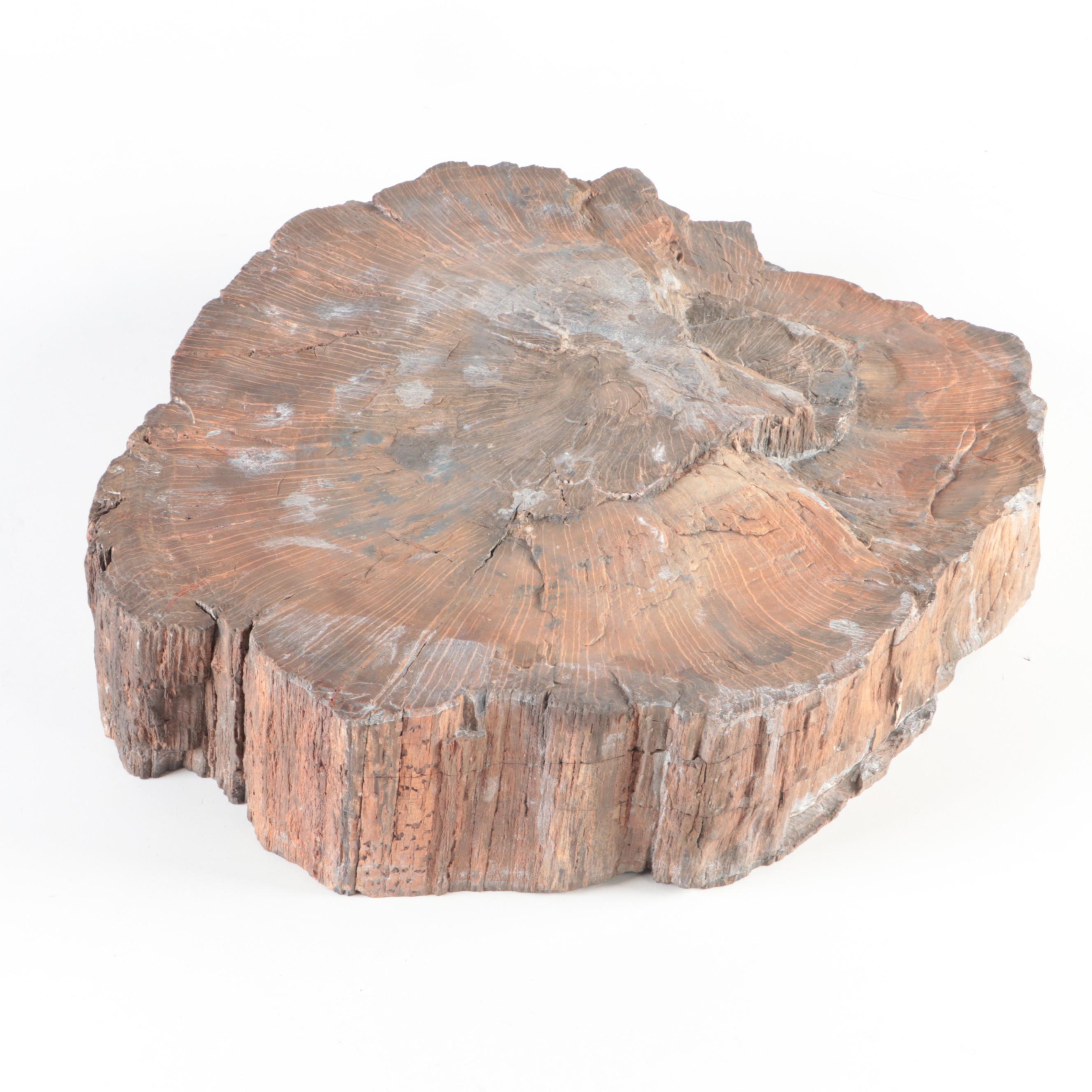 Polished Petrified Fossil Slab