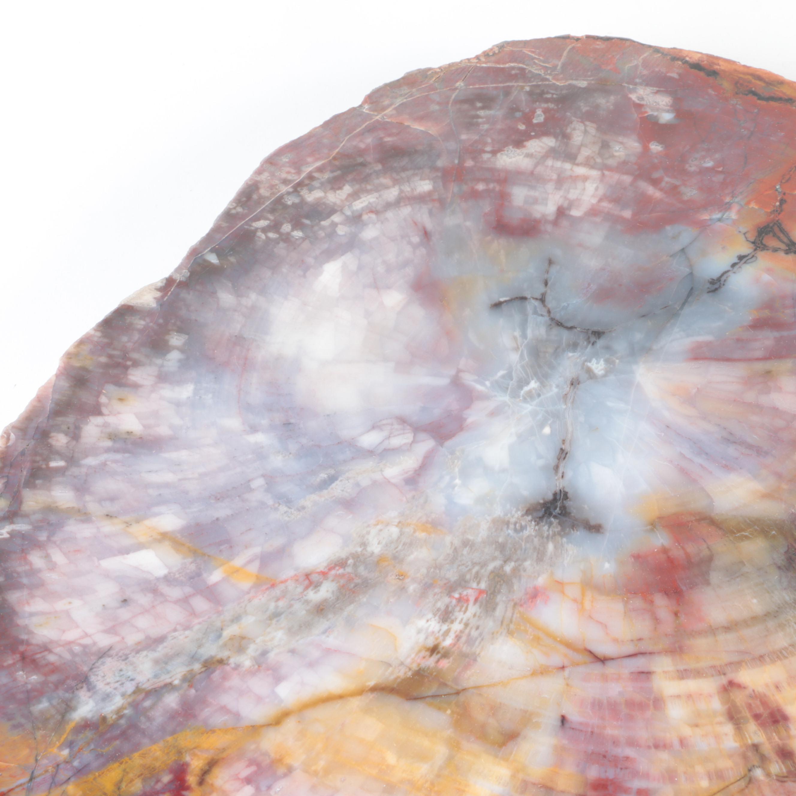 Polished Petrified Wood Slab