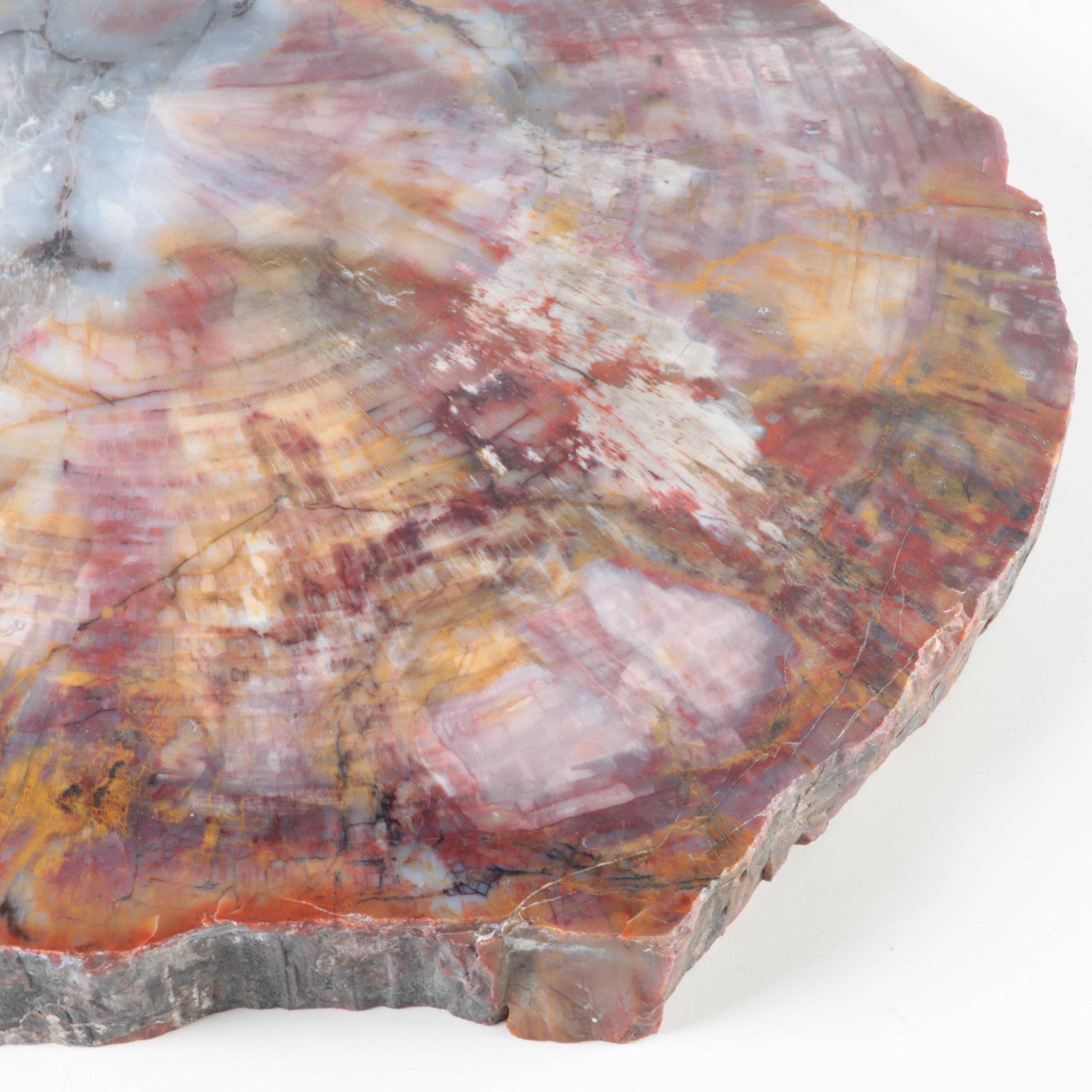 Polished Petrified Wood Slab