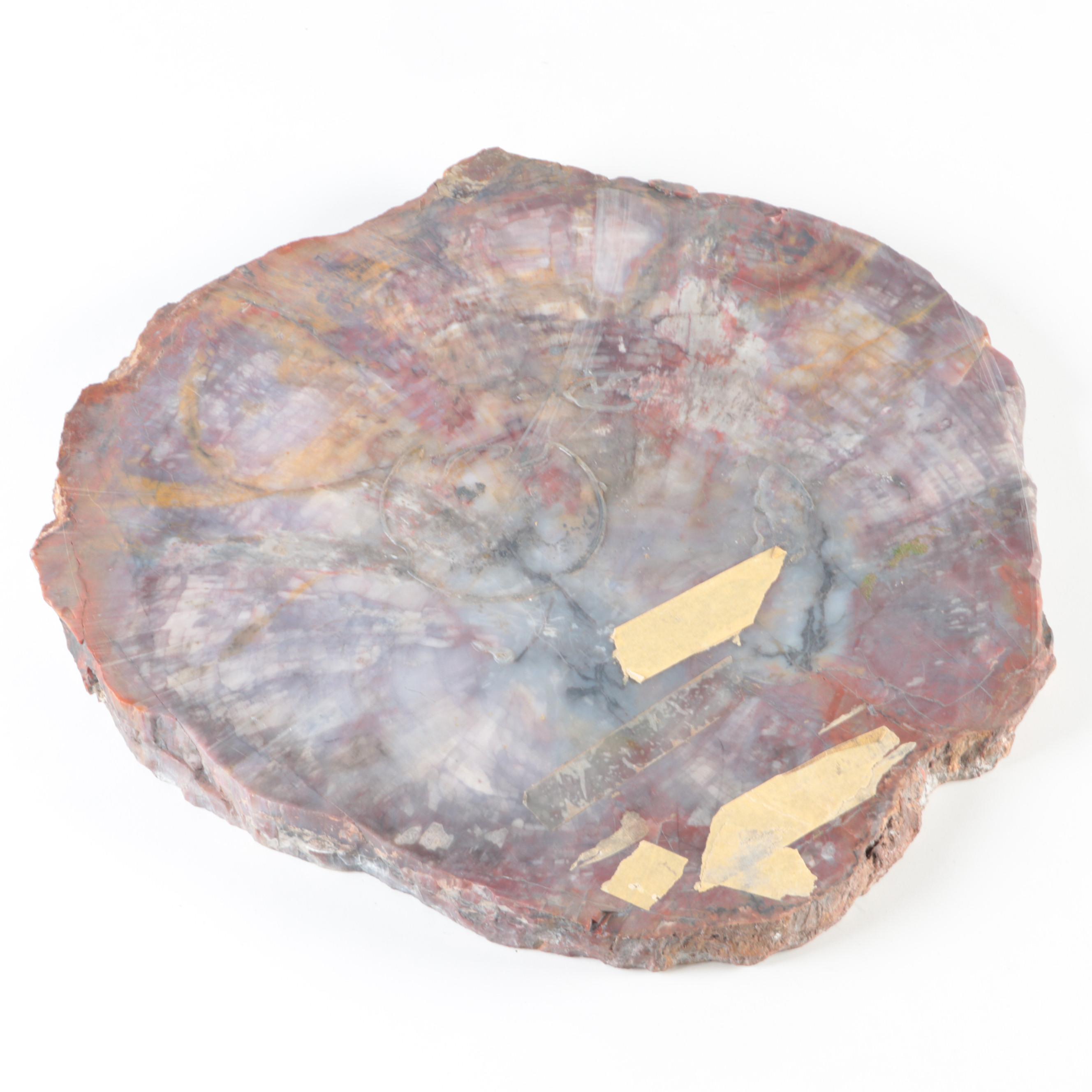 Polished Petrified Wood Slab
