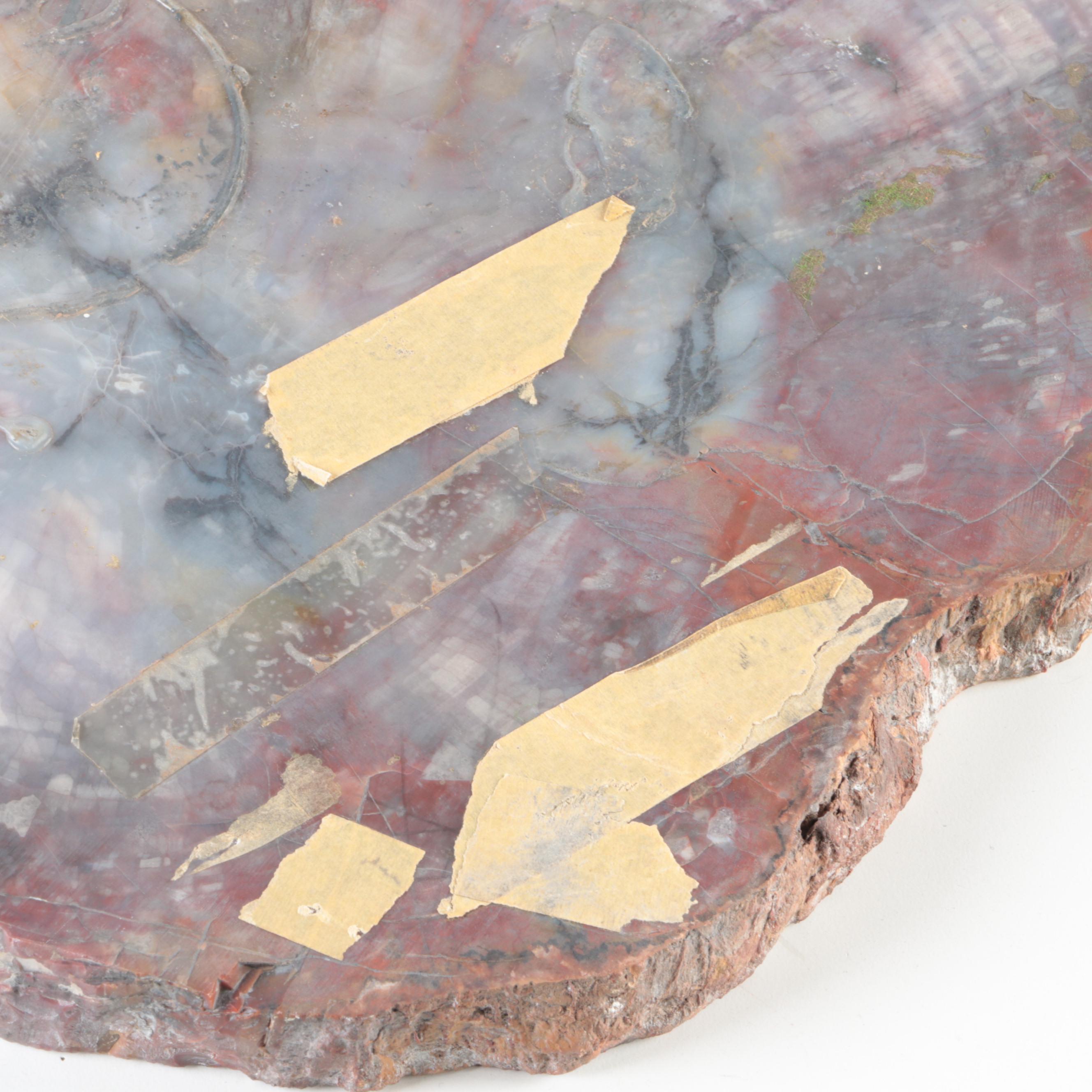 Polished Petrified Wood Slab