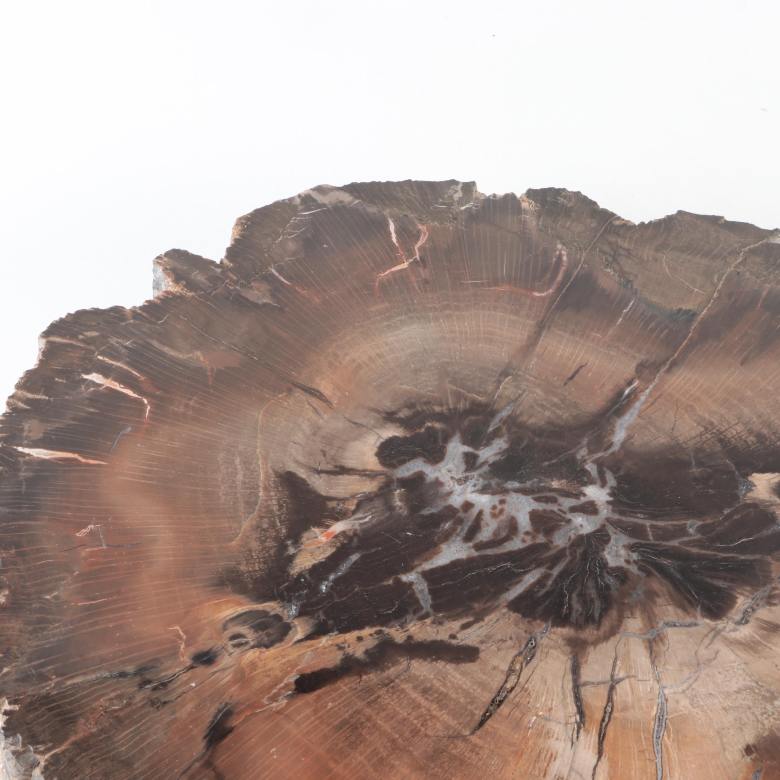 Polished Petrified Wood Slab