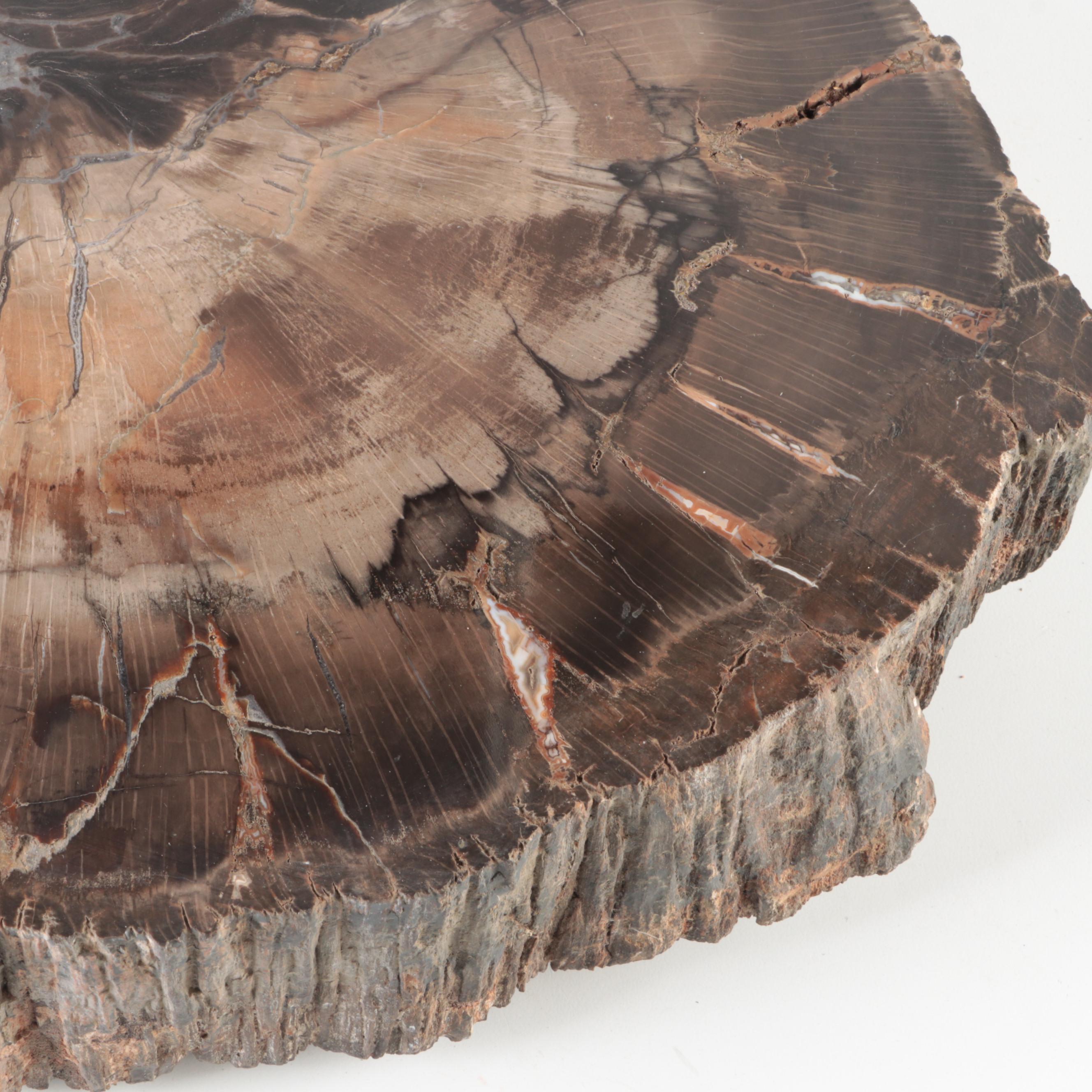 Polished Petrified Wood Slab