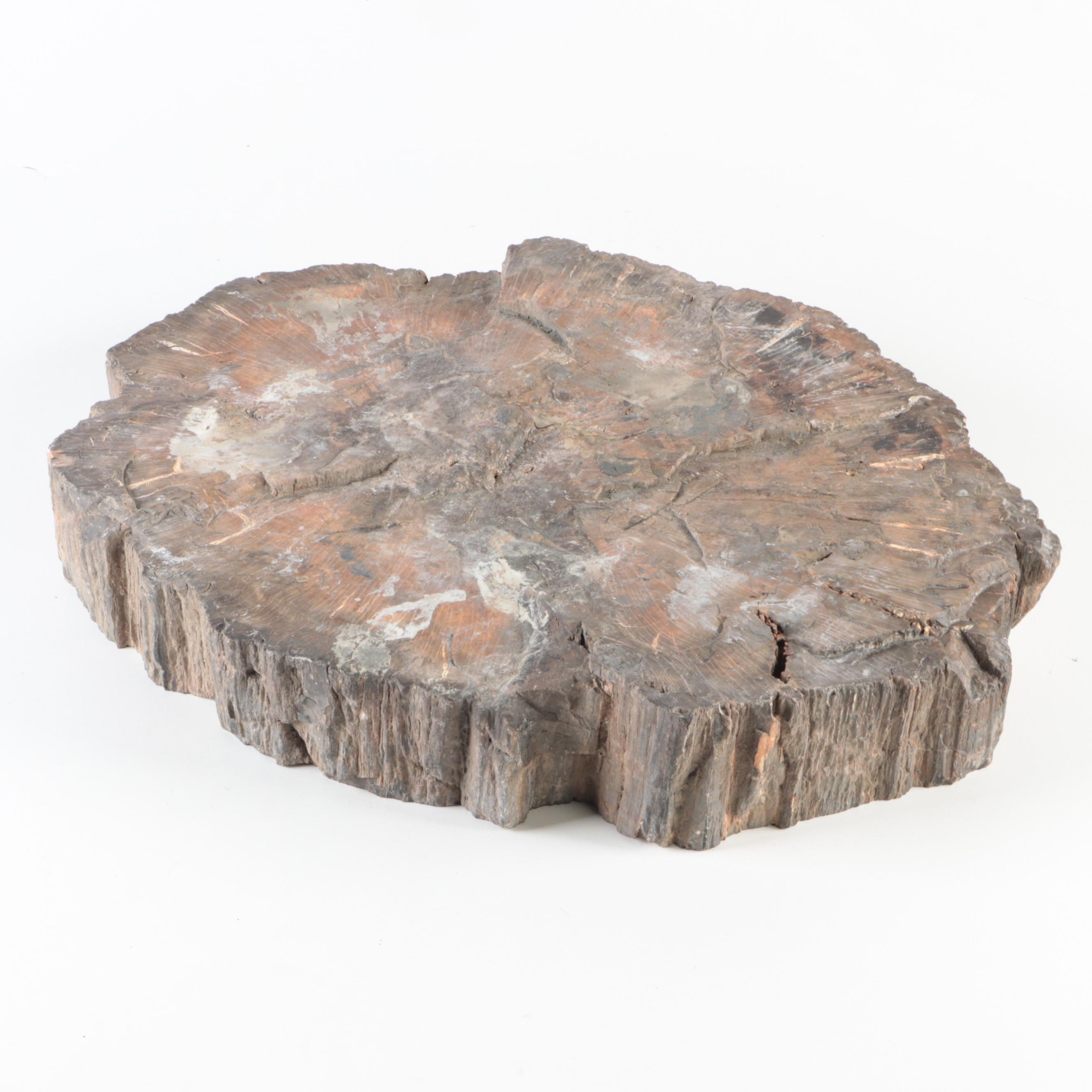 Polished Petrified Wood Slab