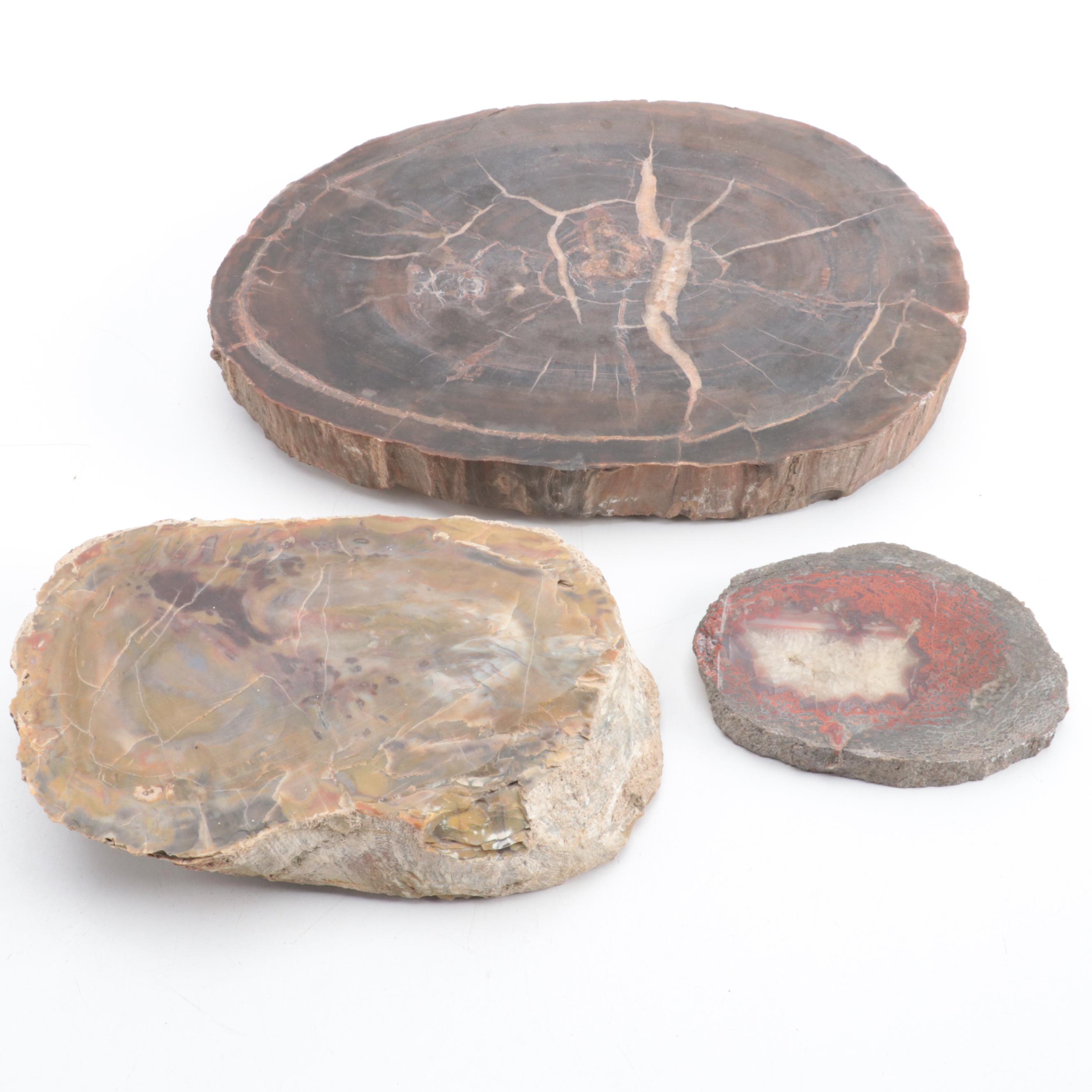 Three Polished Petrified Wood Slabs