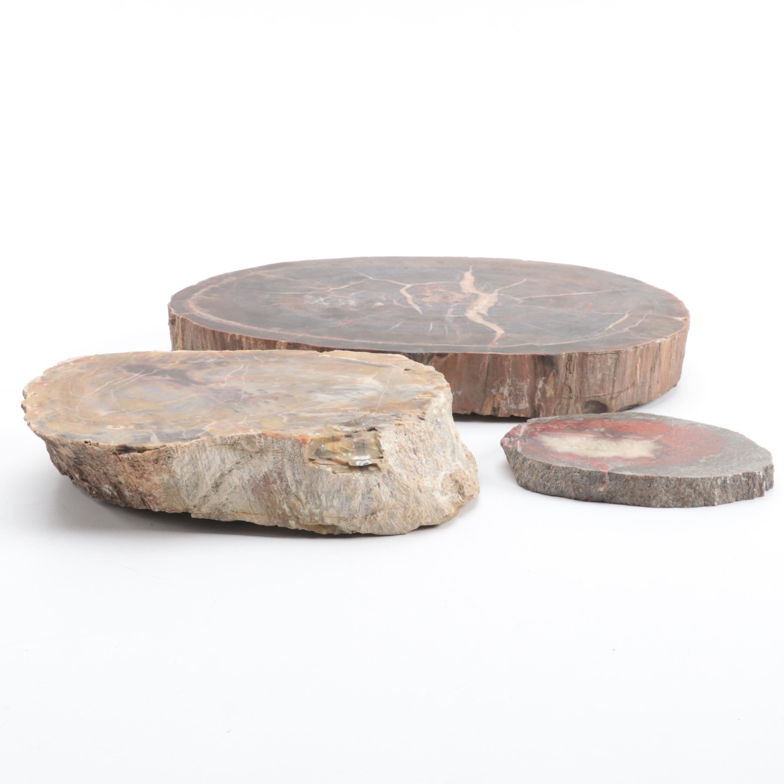 Three Polished Petrified Wood Slabs