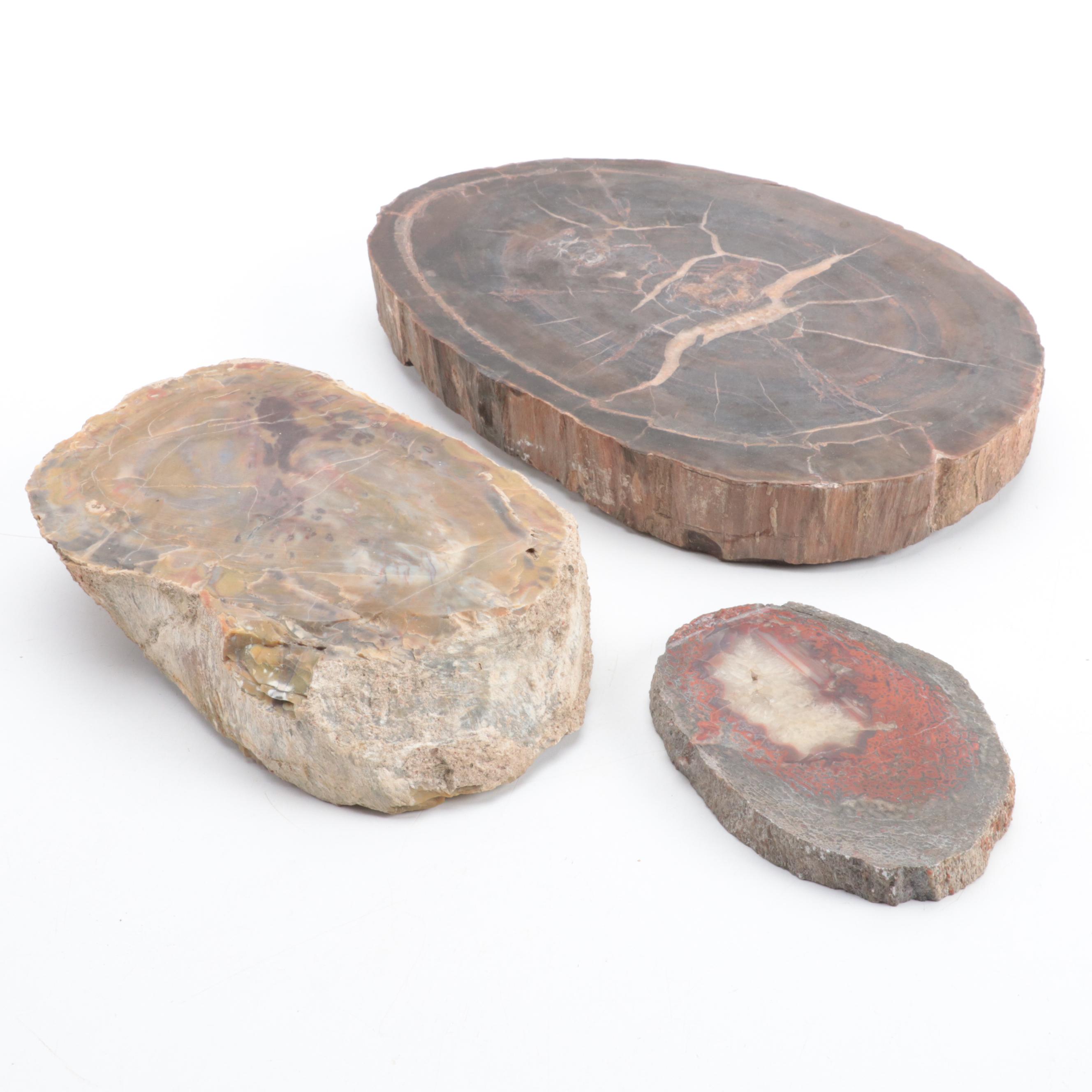 Three Polished Petrified Wood Slabs