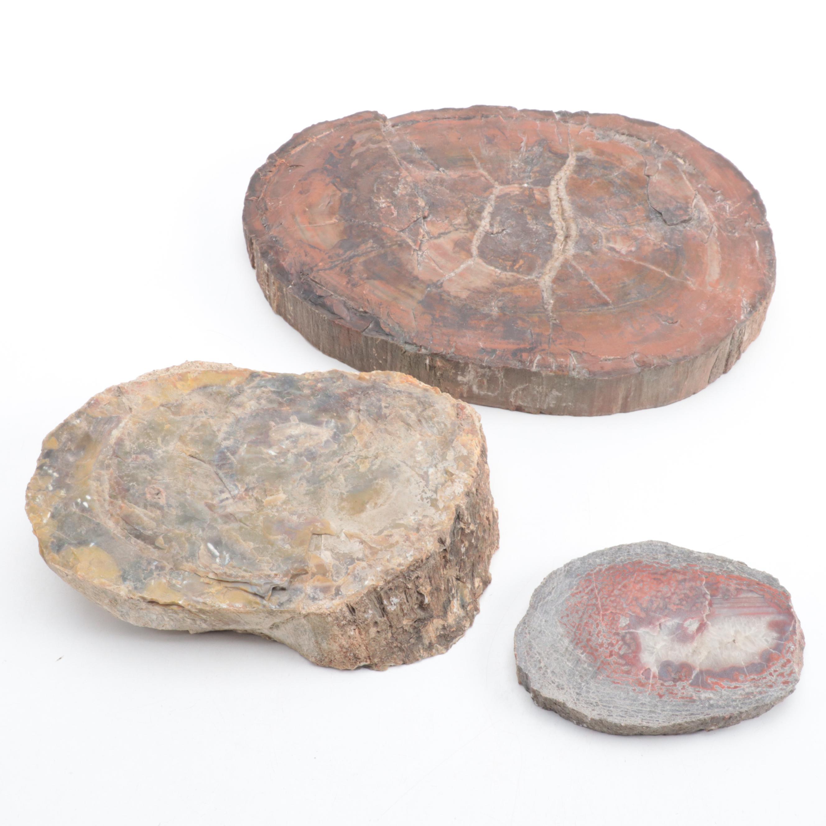 Three Polished Petrified Wood Slabs