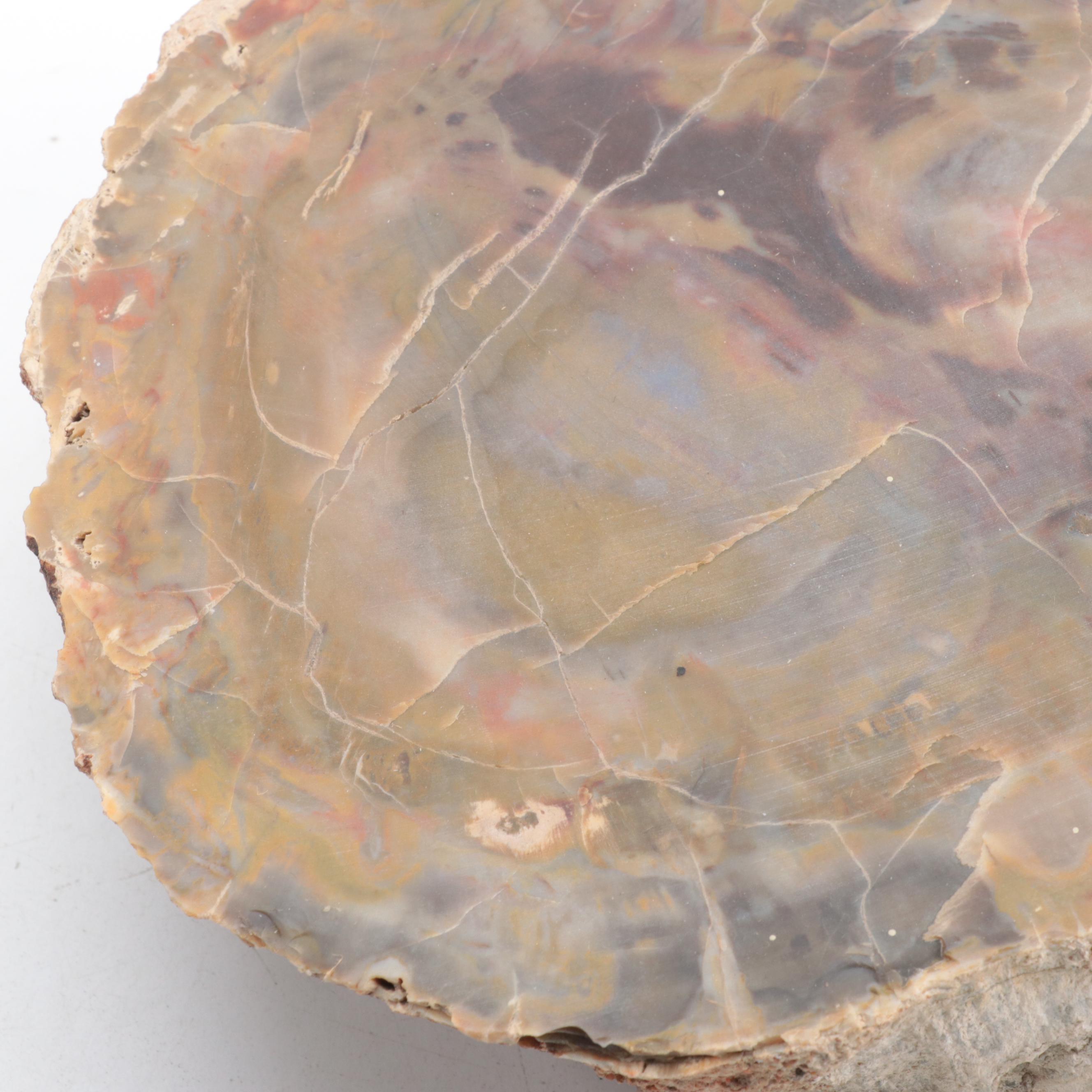 Three Polished Petrified Wood Slabs