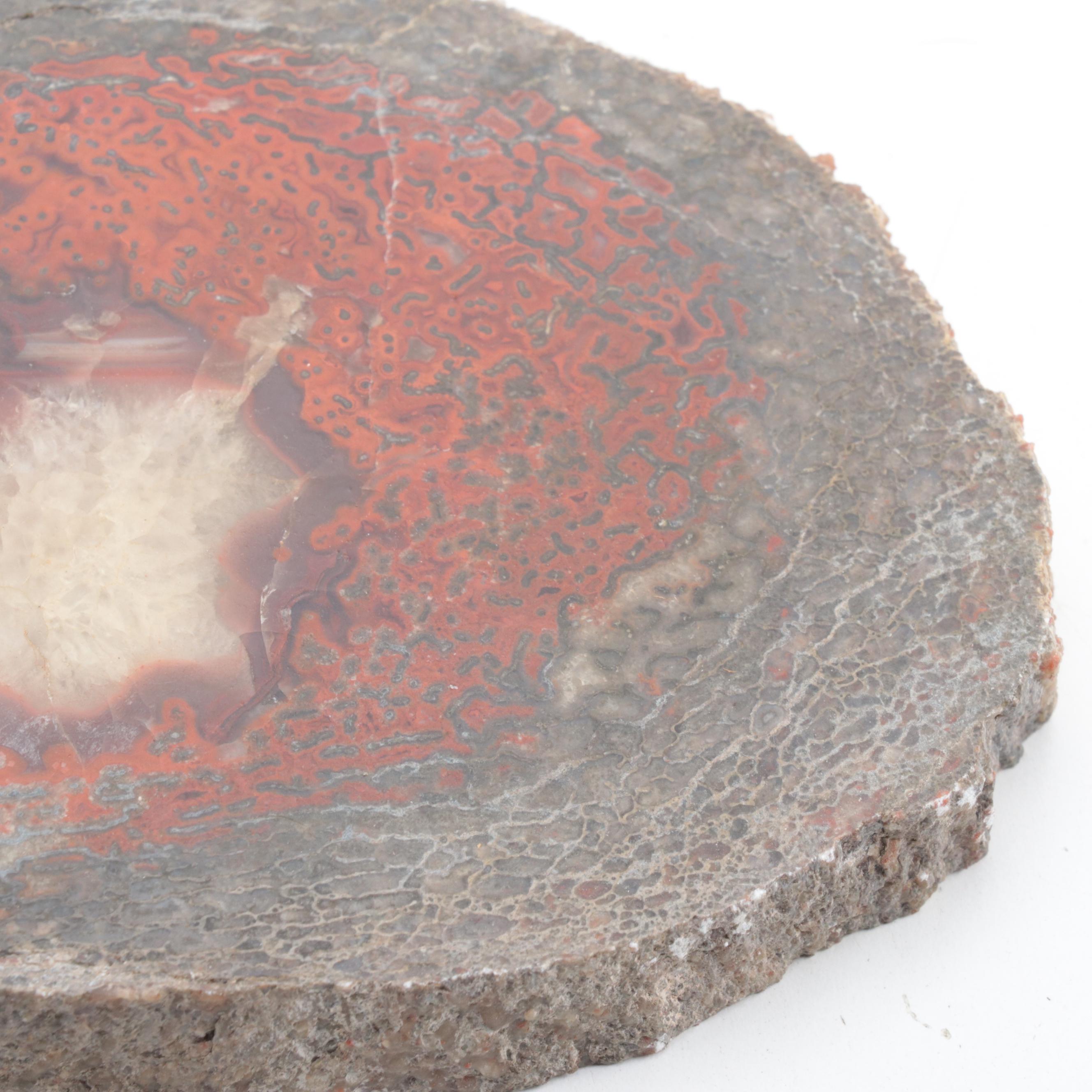 Three Polished Petrified Wood Slabs