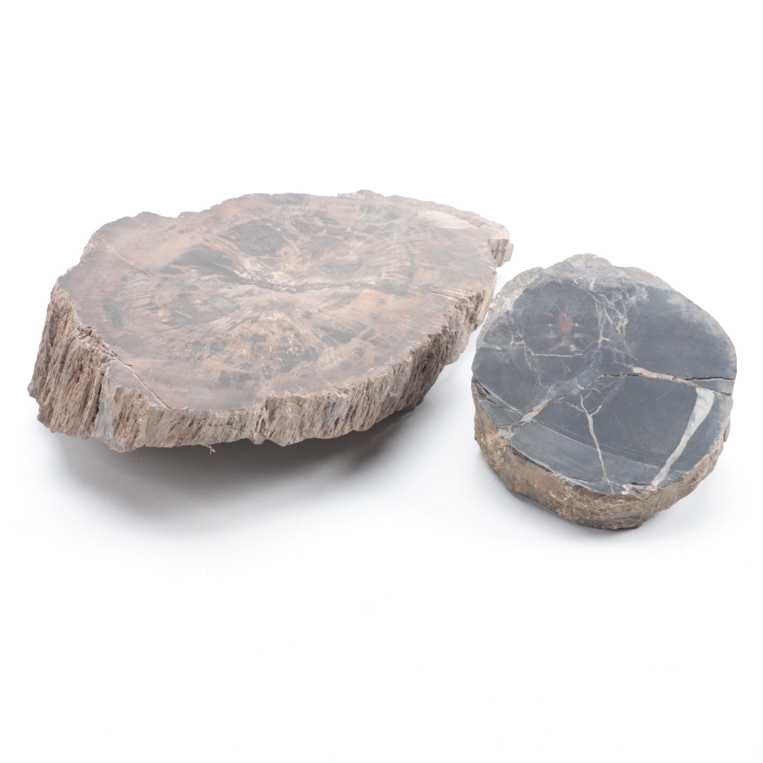 Two Polished Petrified Wood Slabs