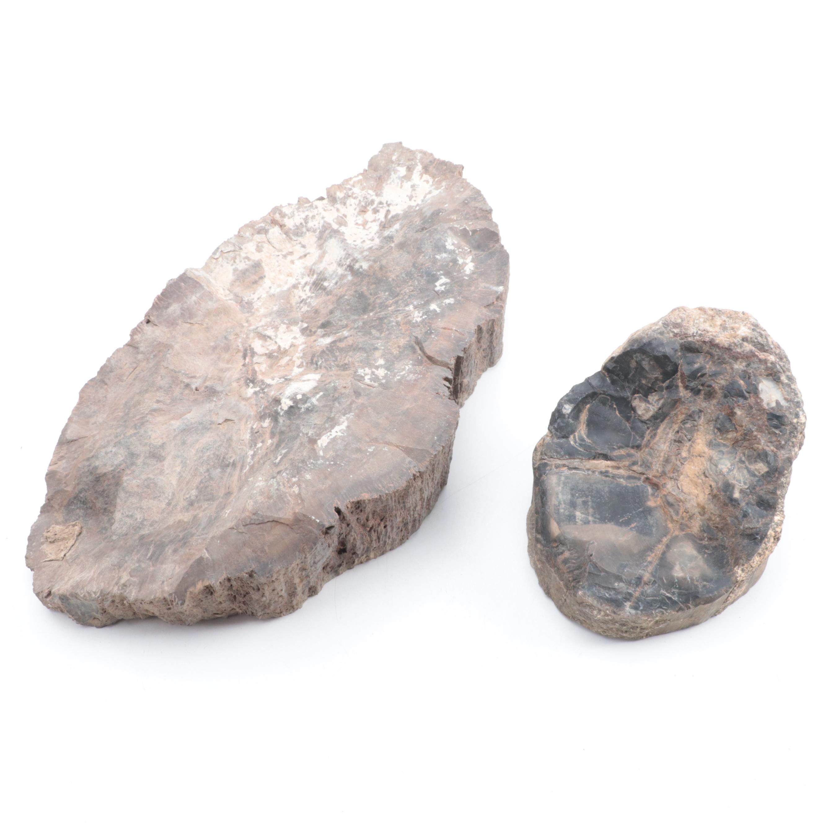 Two Polished Petrified Wood Slabs