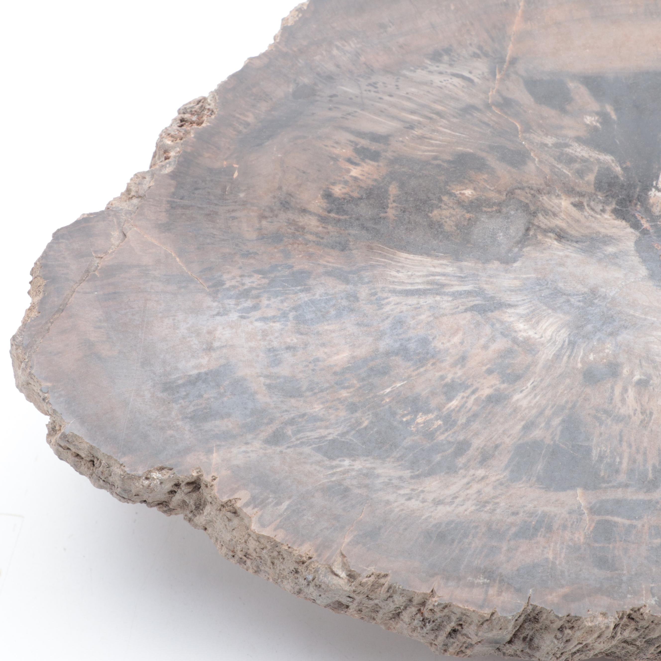 Two Polished Petrified Wood Slabs