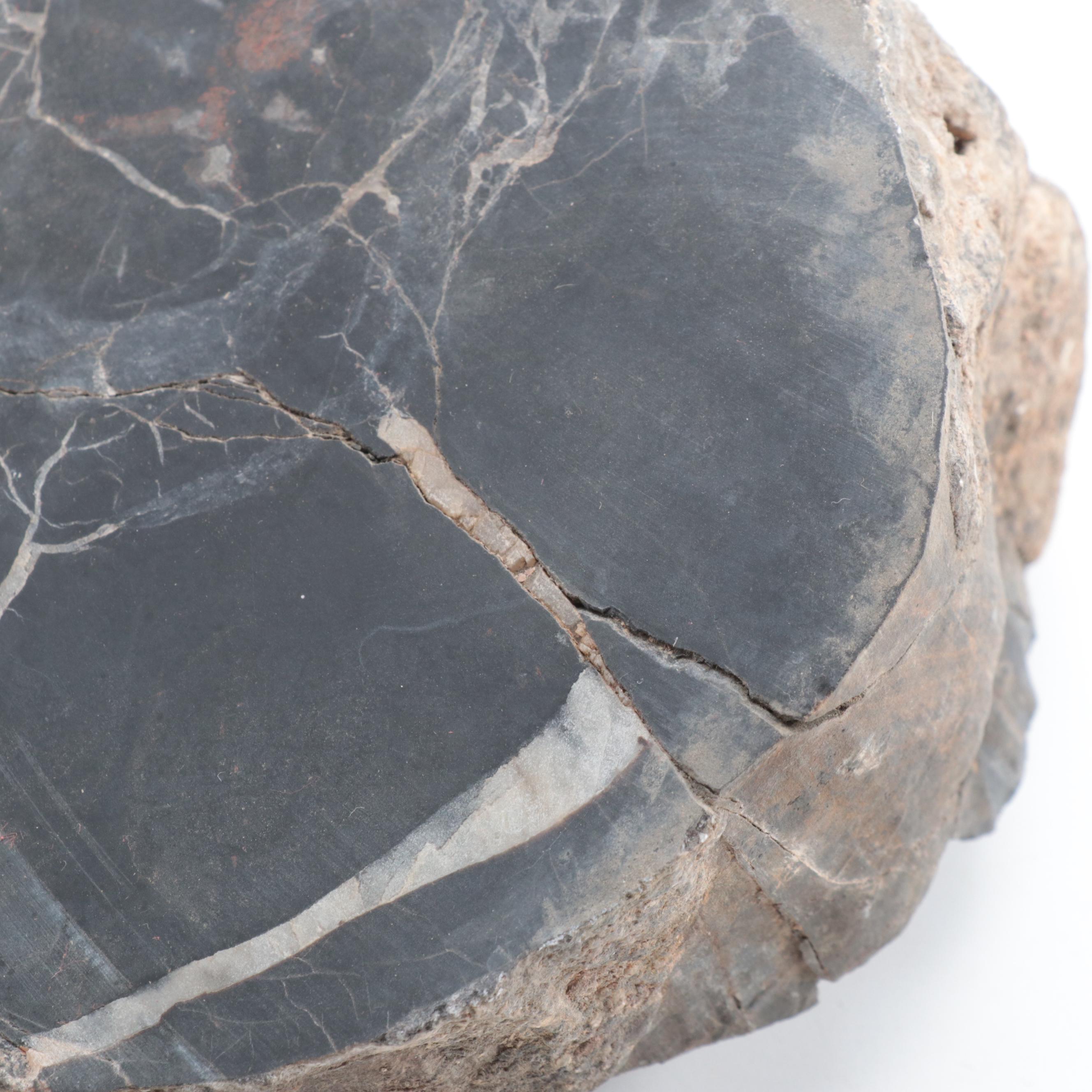 Two Polished Petrified Wood Slabs