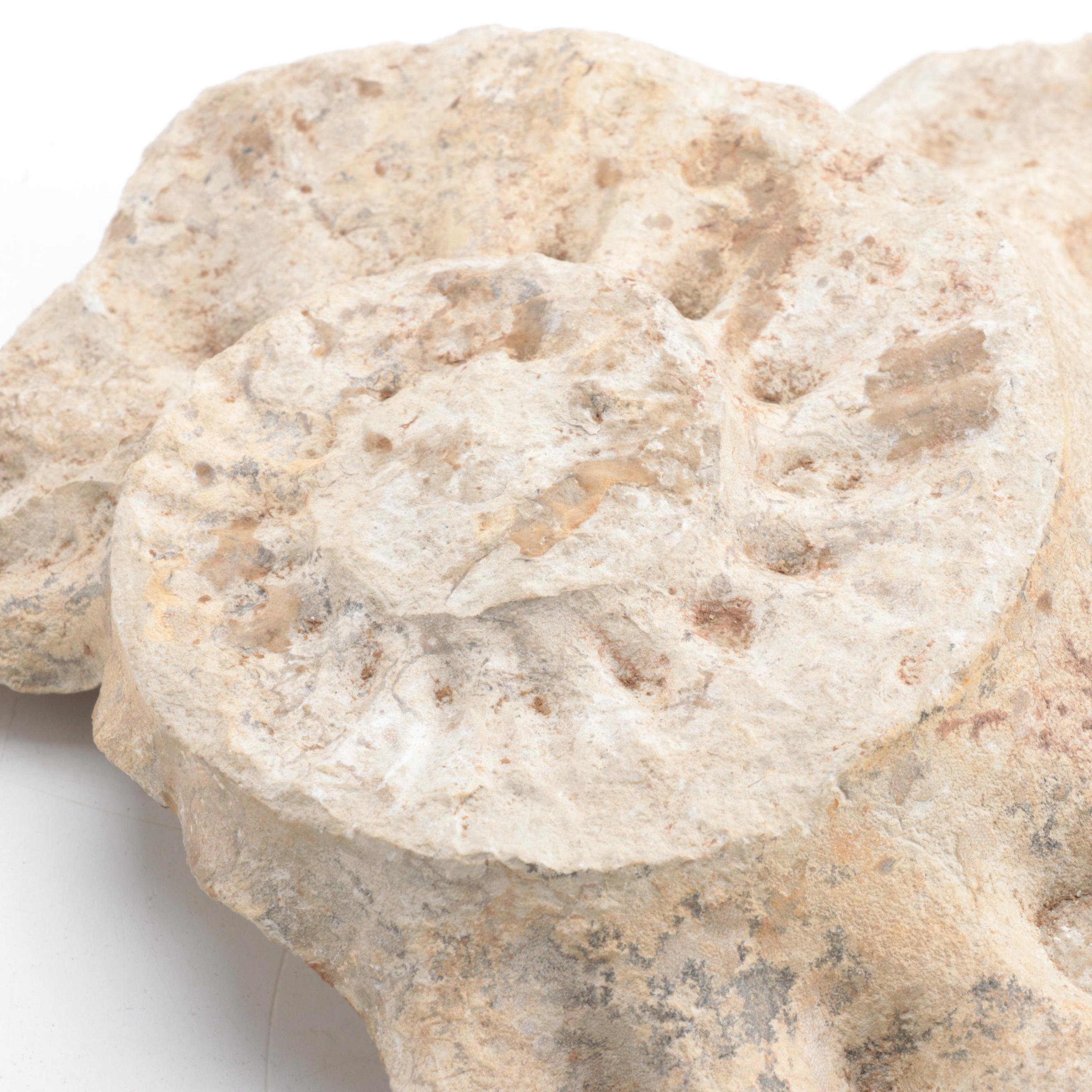 Ammonoid, Petrified Wood, Calamite, More Plant Fossils and Mineral Specimens