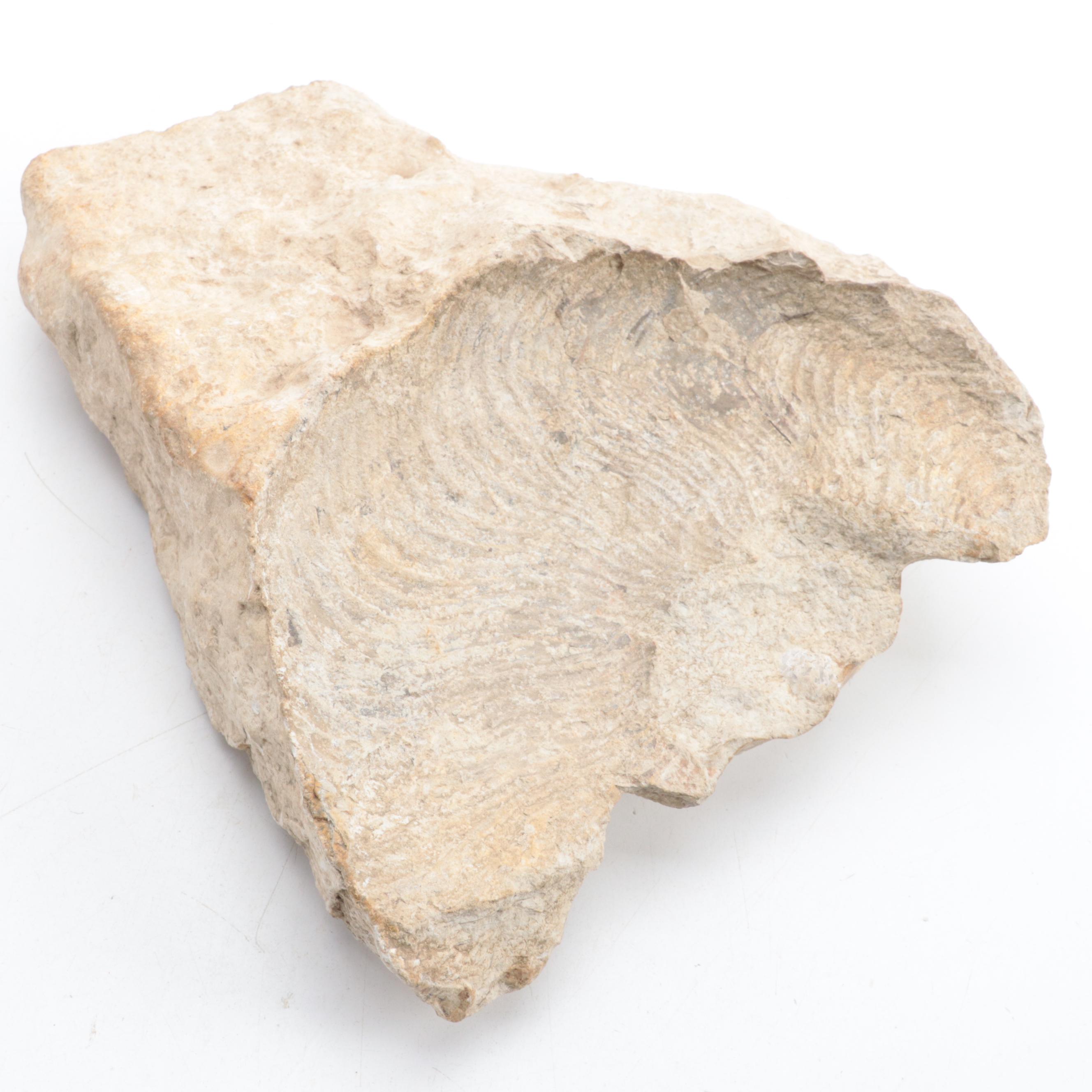 Ammonoid, Petrified Wood, Calamite, More Plant Fossils and Mineral Specimens