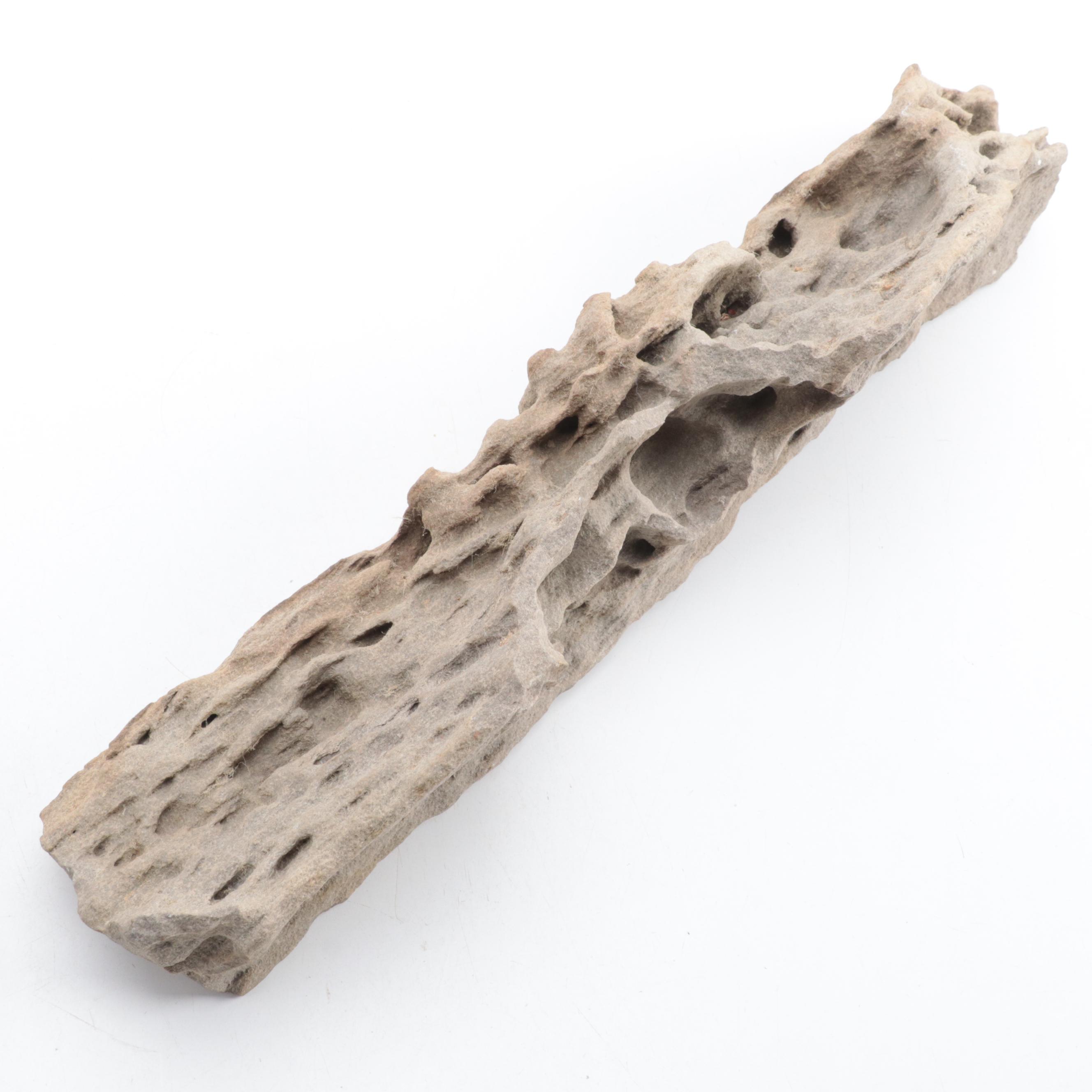 Ammonoid, Petrified Wood, Calamite, More Plant Fossils and Mineral Specimens