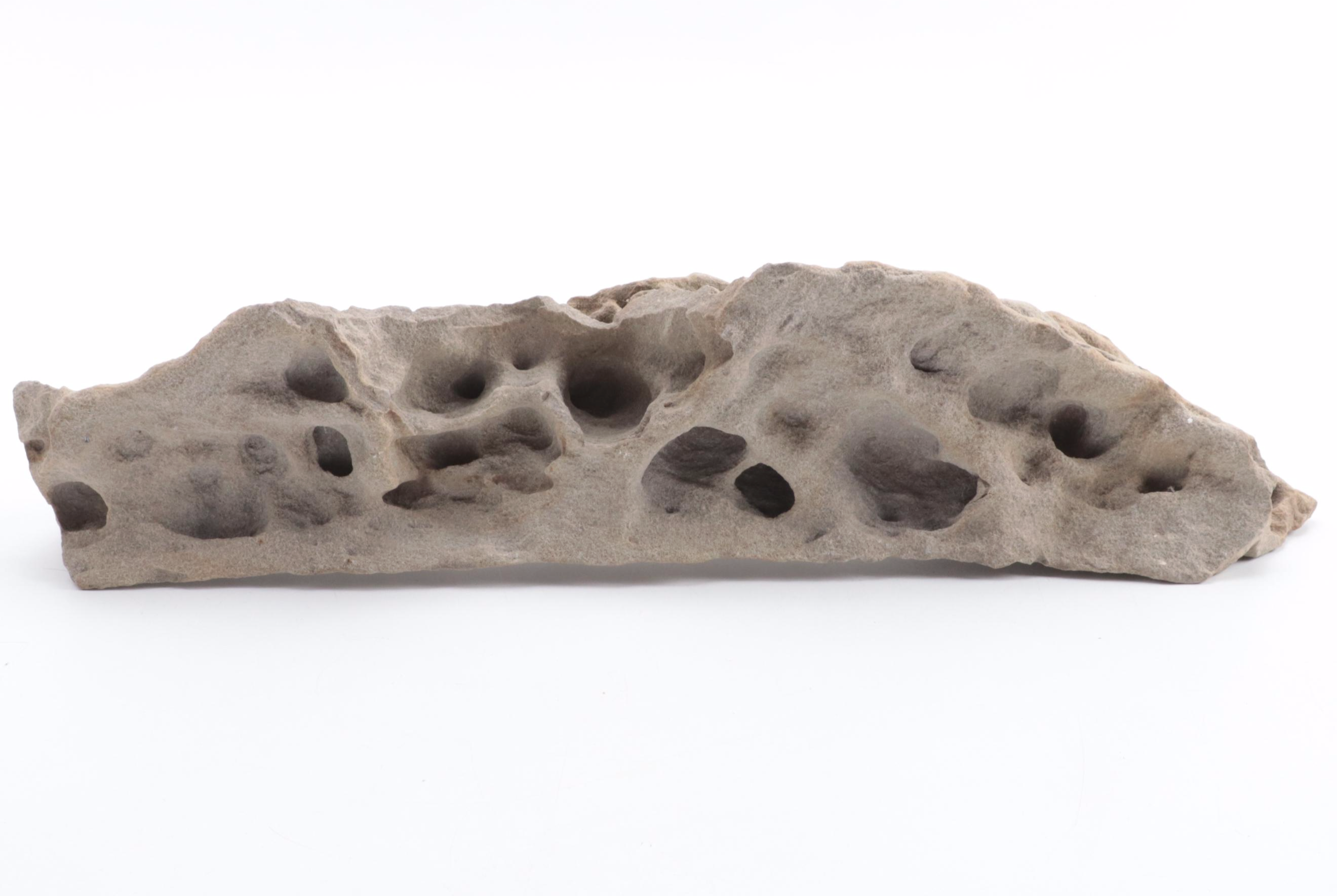 Ammonoid, Petrified Wood, Calamite, More Plant Fossils and Mineral Specimens