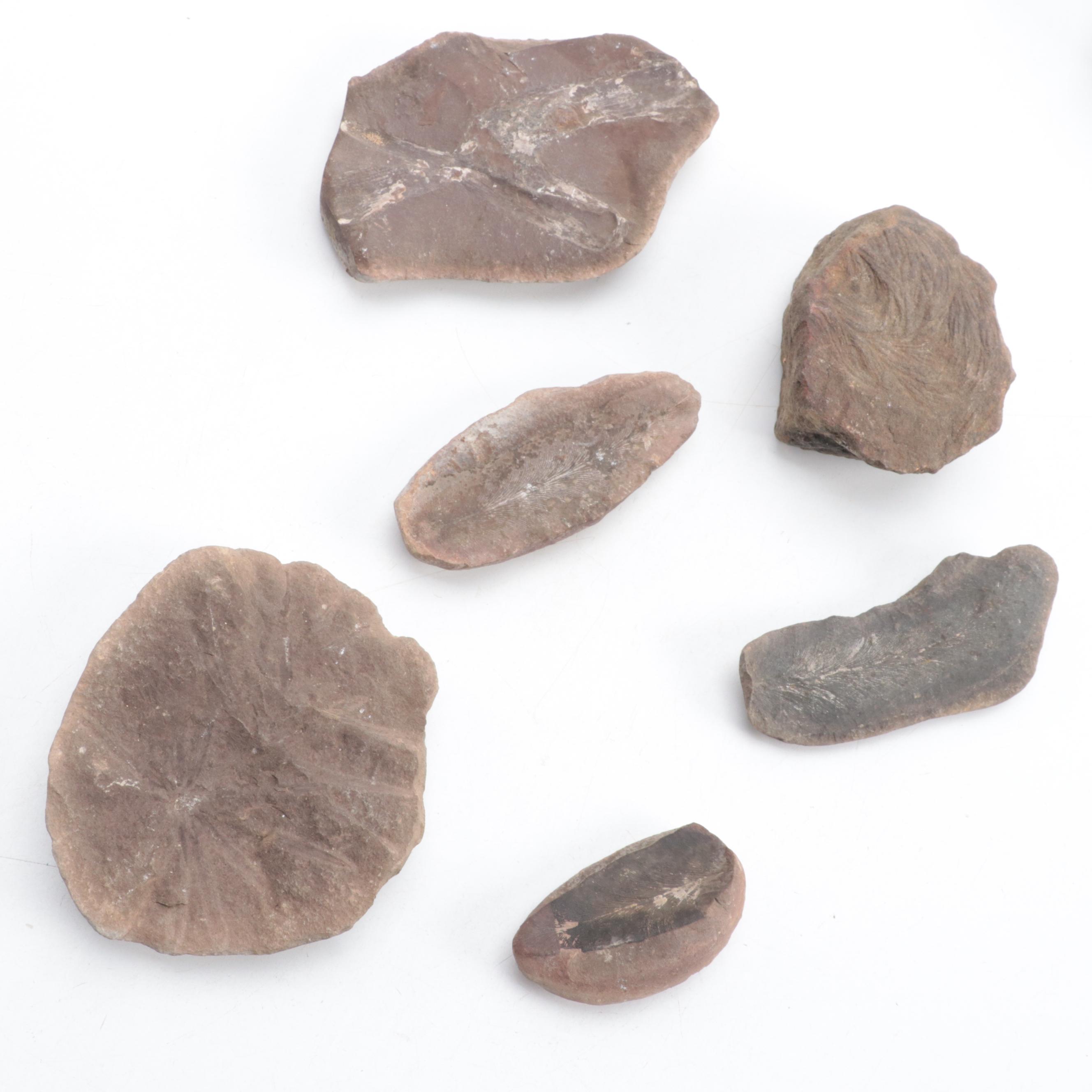 Ammonoid, Petrified Wood, Calamite, More Plant Fossils and Mineral Specimens