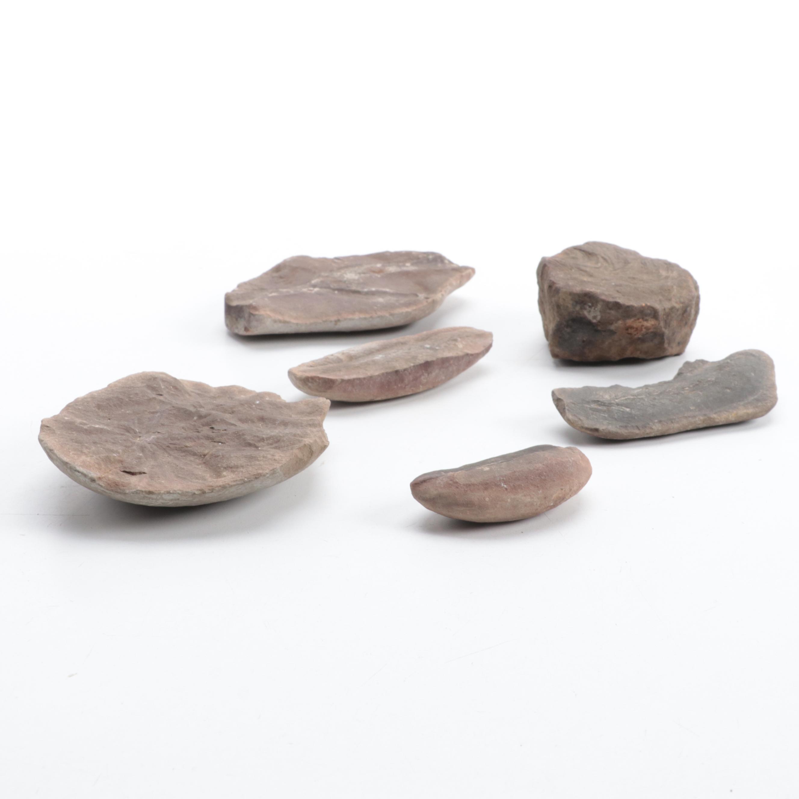 Ammonoid, Petrified Wood, Calamite, More Plant Fossils and Mineral Specimens