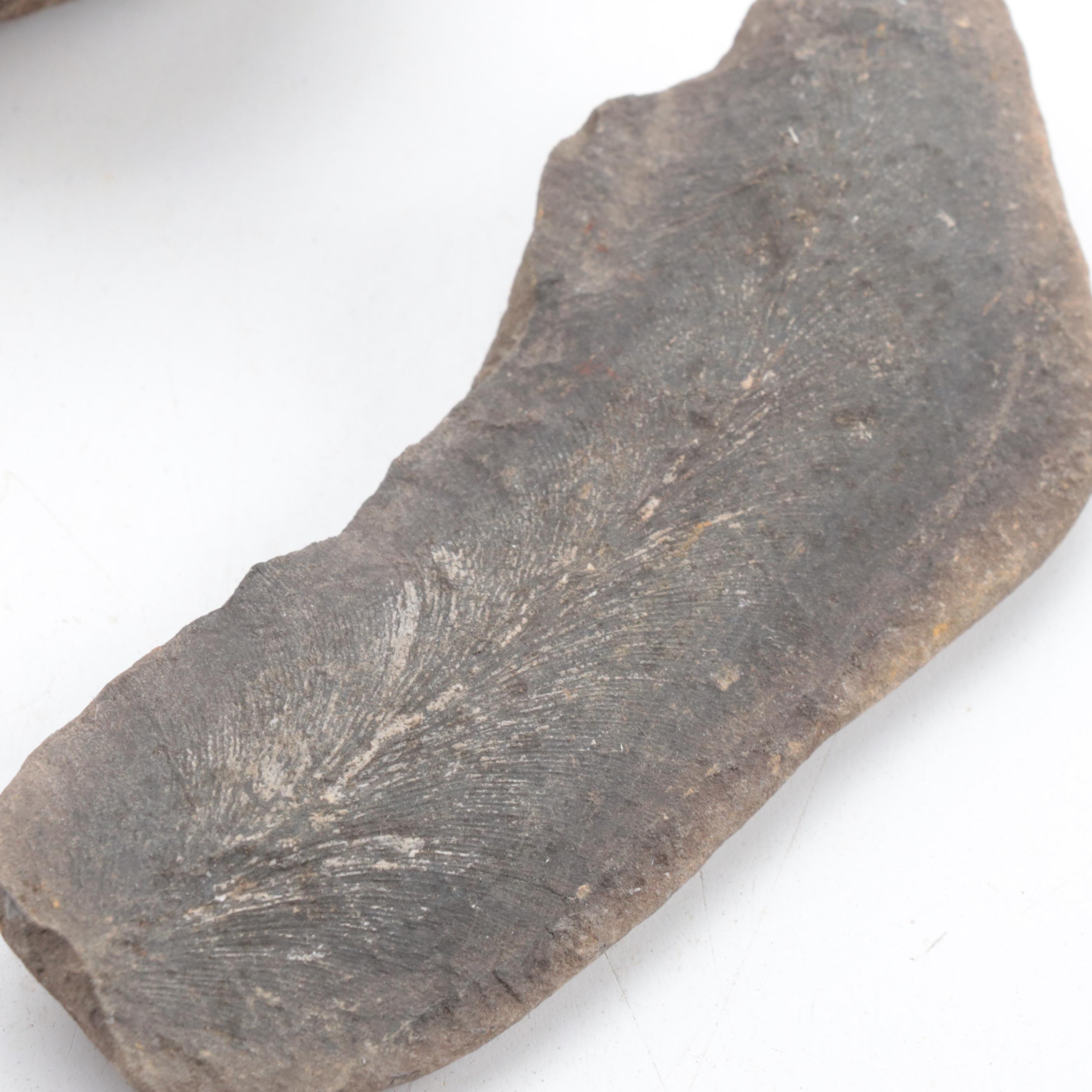 Ammonoid, Petrified Wood, Calamite, More Plant Fossils and Mineral Specimens