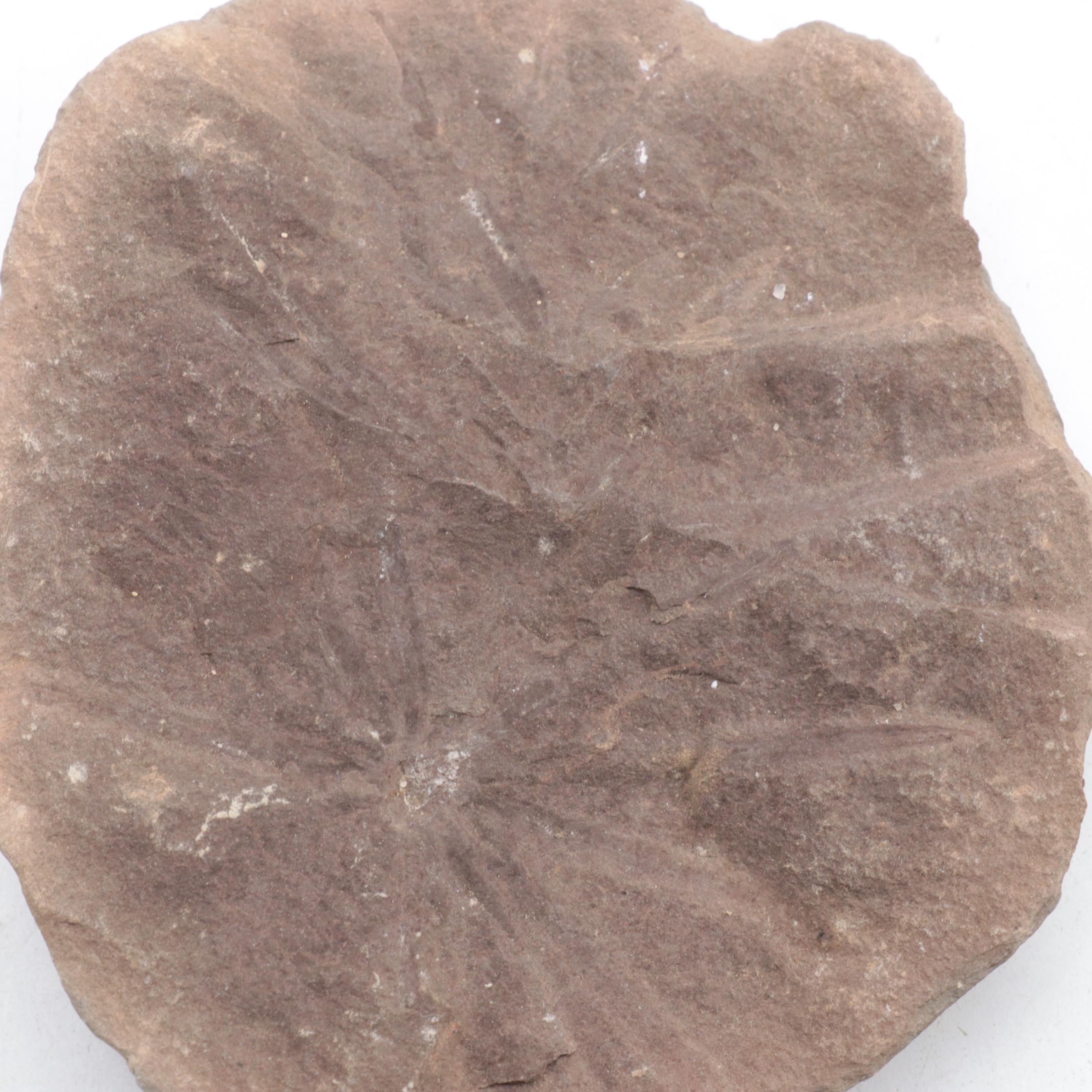 Ammonoid, Petrified Wood, Calamite, More Plant Fossils and Mineral Specimens