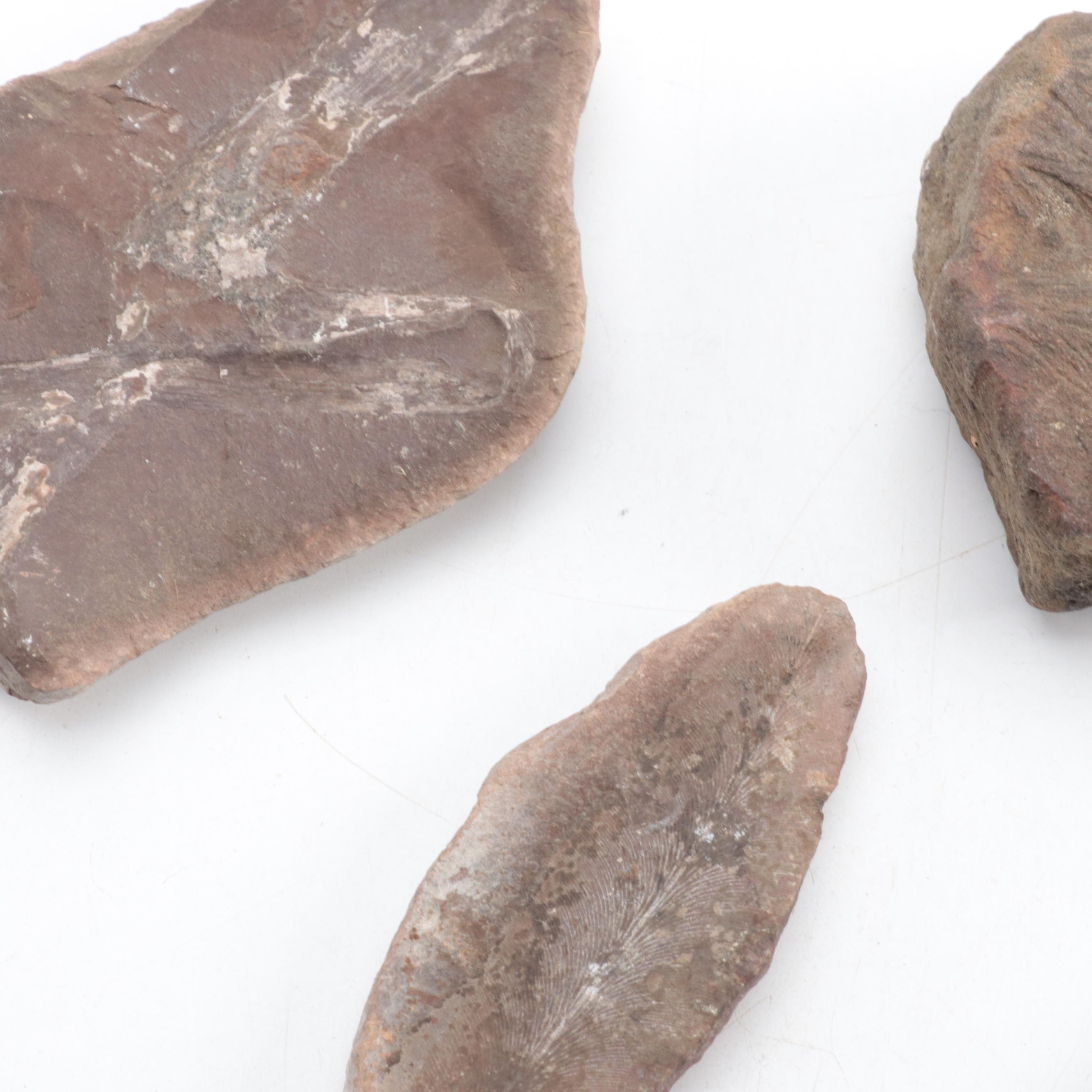 Ammonoid, Petrified Wood, Calamite, More Plant Fossils and Mineral Specimens